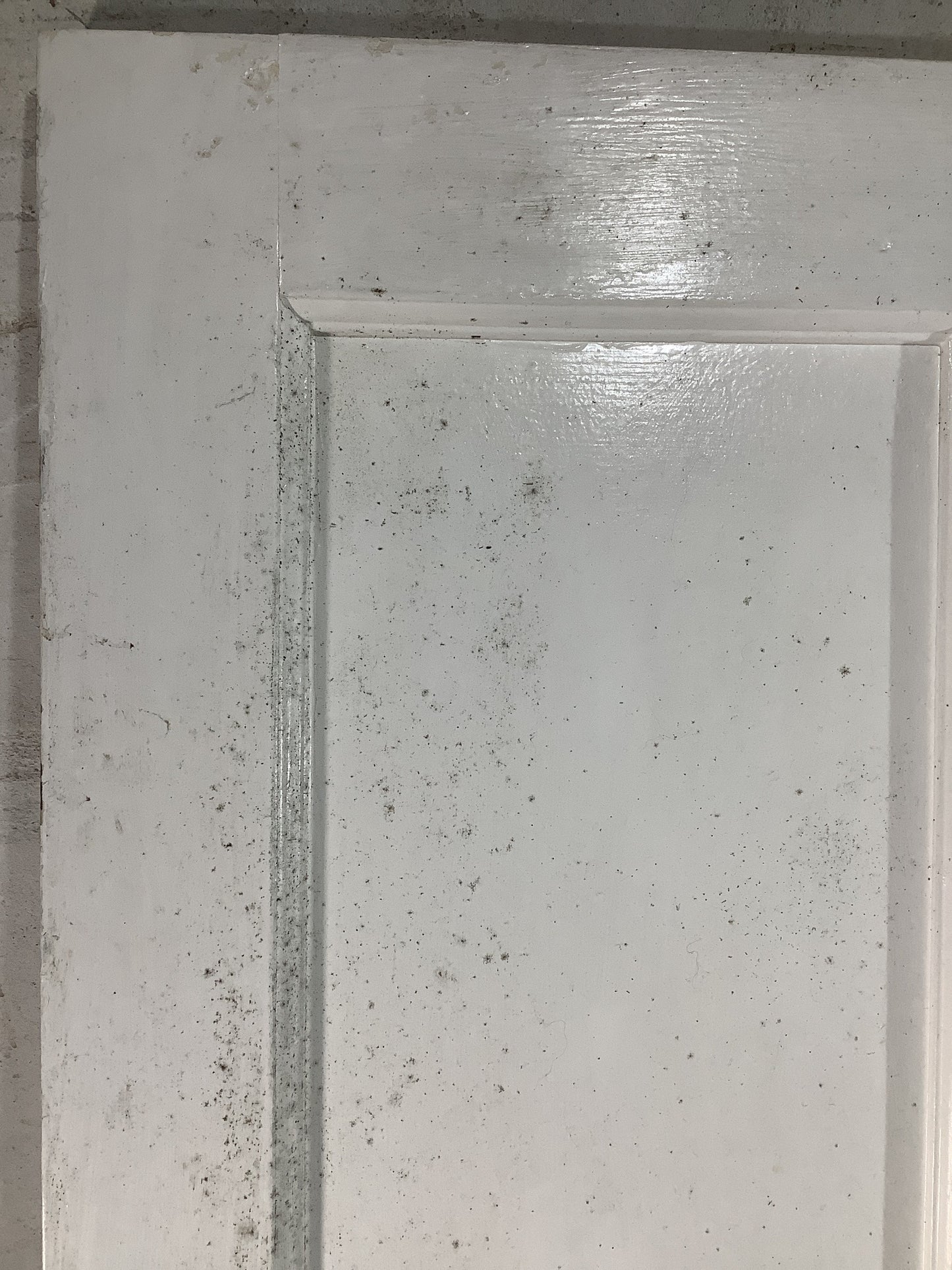 11th Pic 1930s Internal Painted Pitch Pine Reclaimed Door