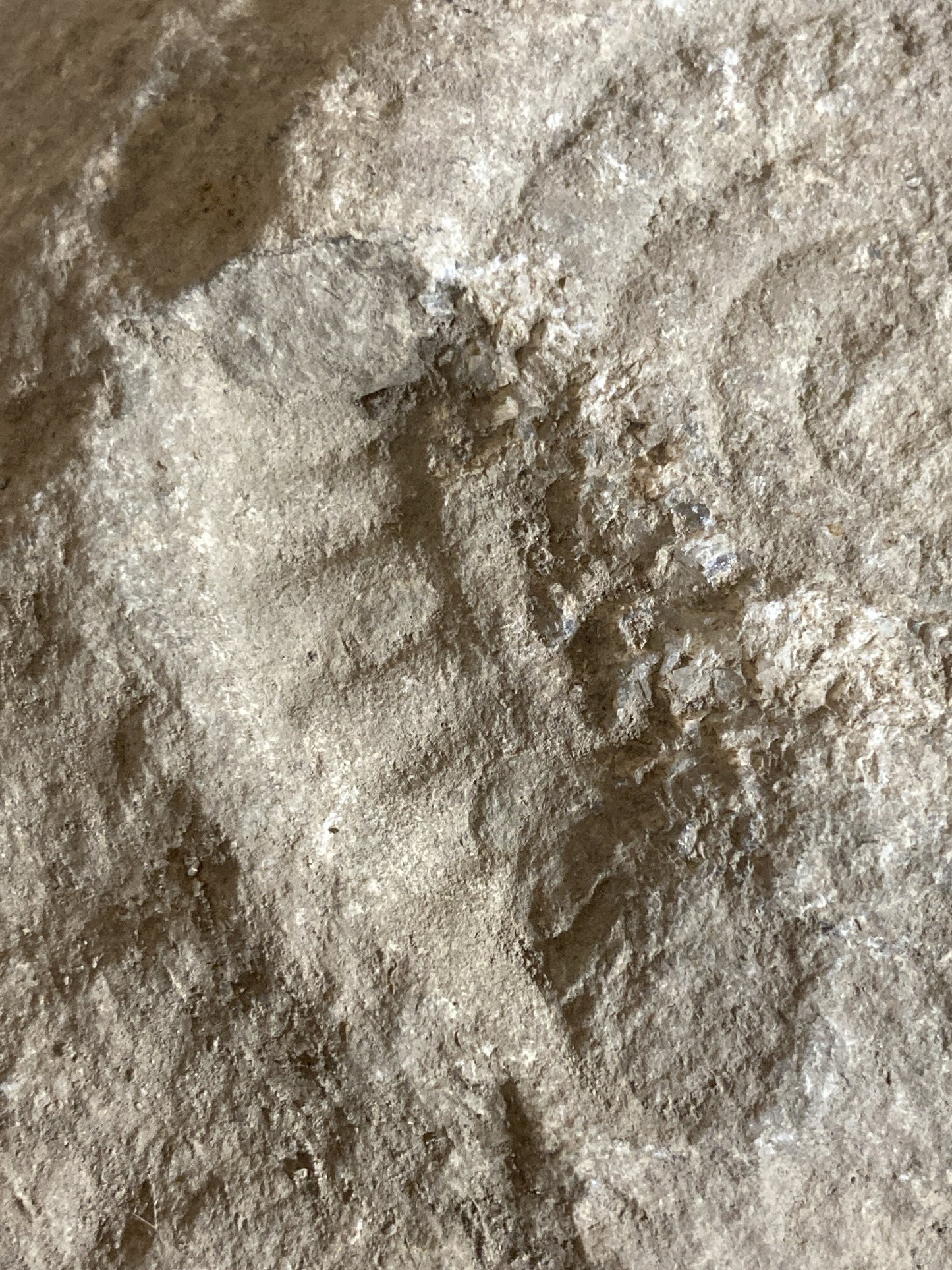 80mm or 3” Natural Somerset Limestone Stone Jurrasic Ammonite Fossil