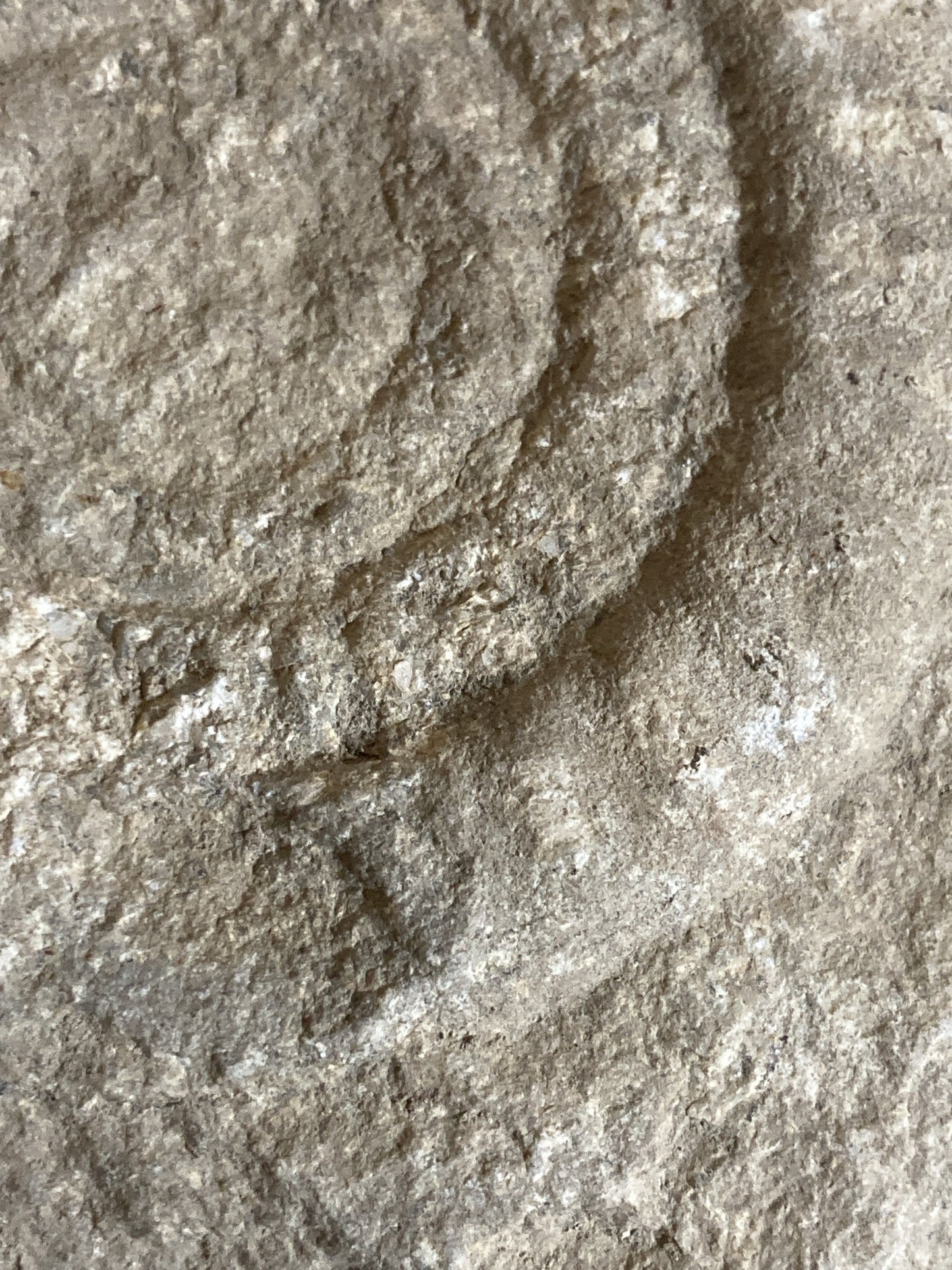 80mm or 3” Natural Somerset Limestone Stone Jurrasic Ammonite Fossil