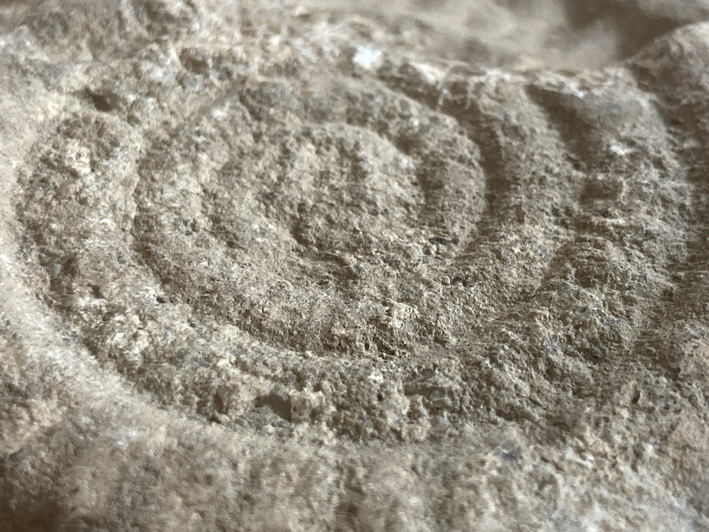 80mm or 3” Natural Somerset Limestone Stone Jurrasic Ammonite Fossil