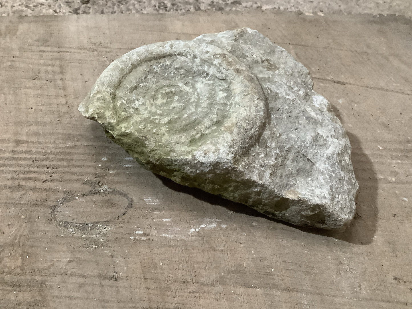 Natural Somerset Limestone Stone Fossil