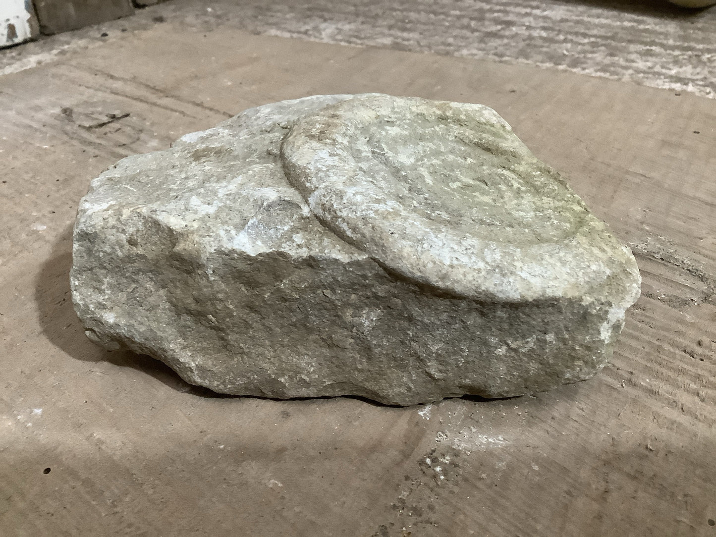 Natural Somerset Limestone Stone Fossil
