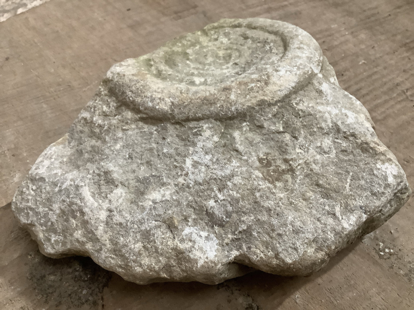 Natural Somerset Limestone Stone Fossil