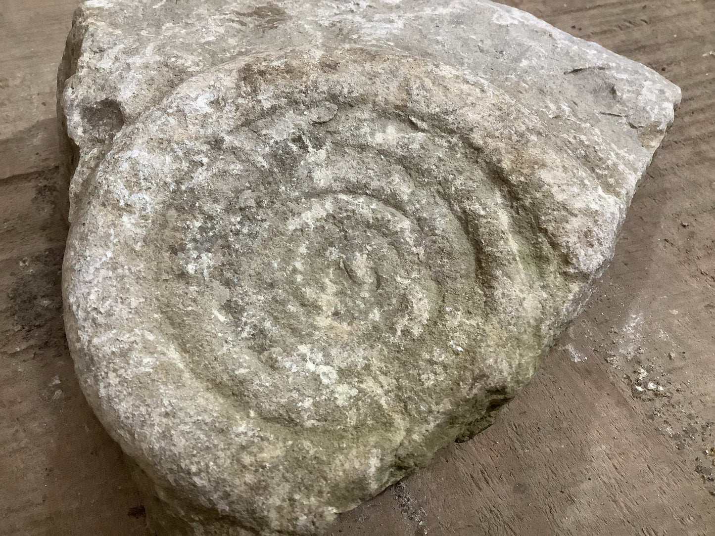 Natural Somerset Limestone Stone Fossil