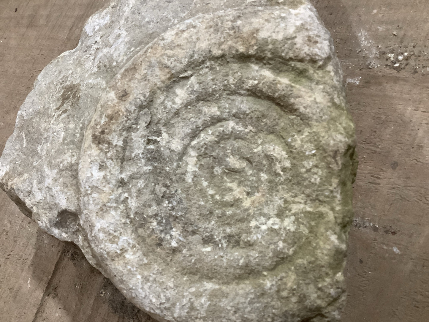 Natural Somerset Limestone Stone Fossil