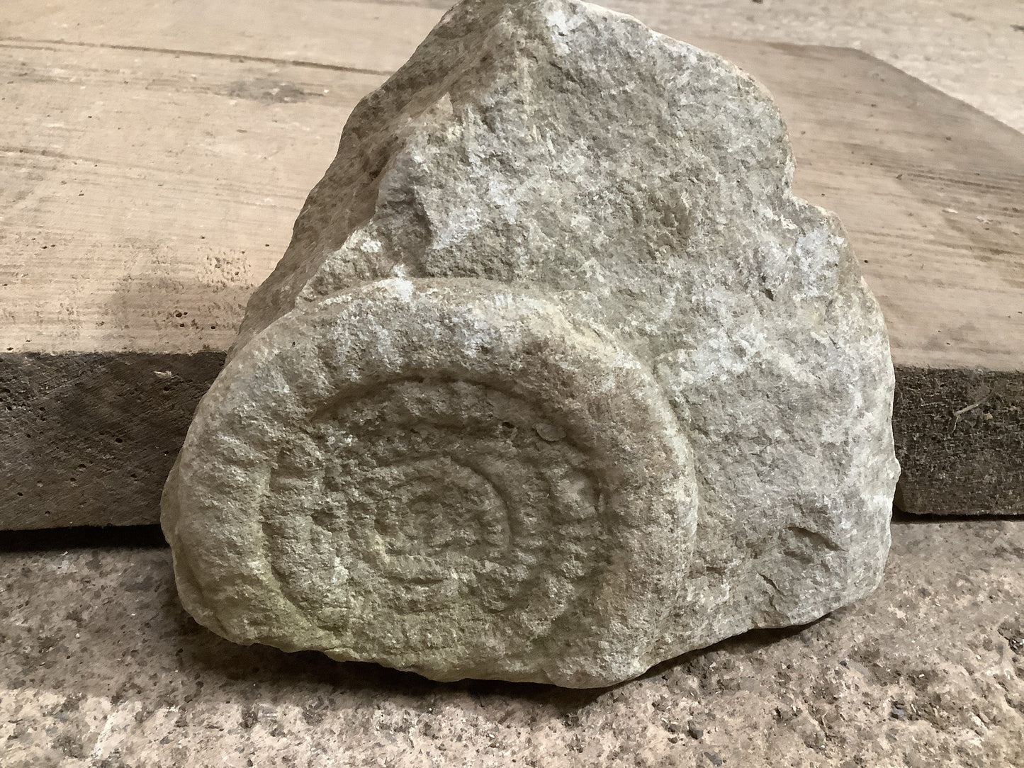 Natural Somerset Limestone Stone Fossil