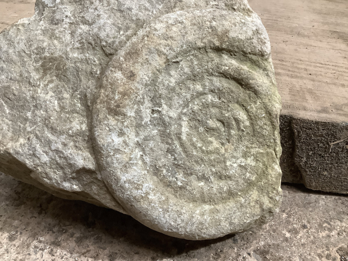 Natural Somerset Limestone Stone Fossil