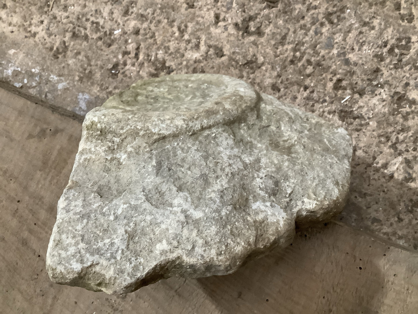 Natural Somerset Limestone Stone Fossil