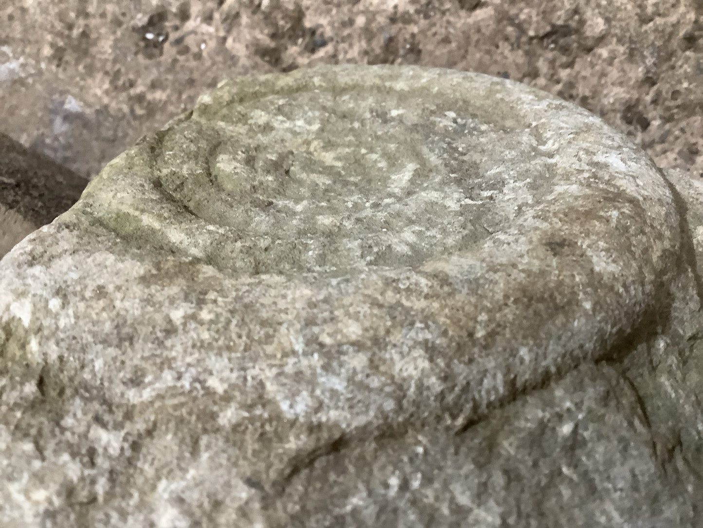 Natural Somerset Limestone Stone Fossil