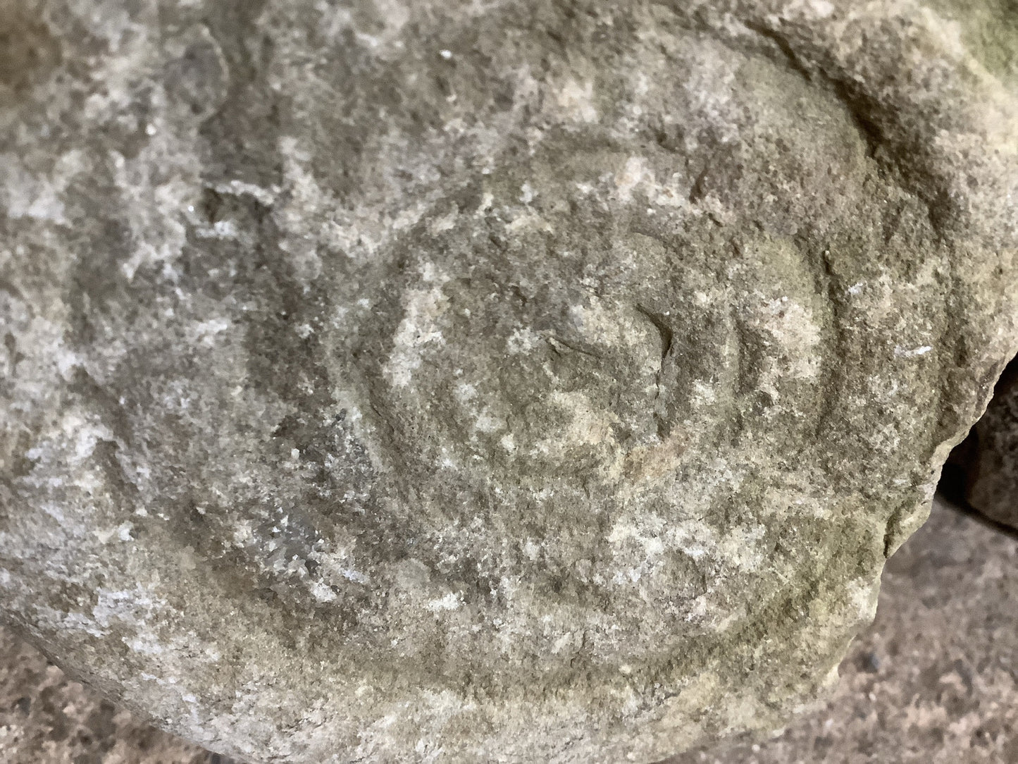 Natural Somerset Limestone Stone Fossil