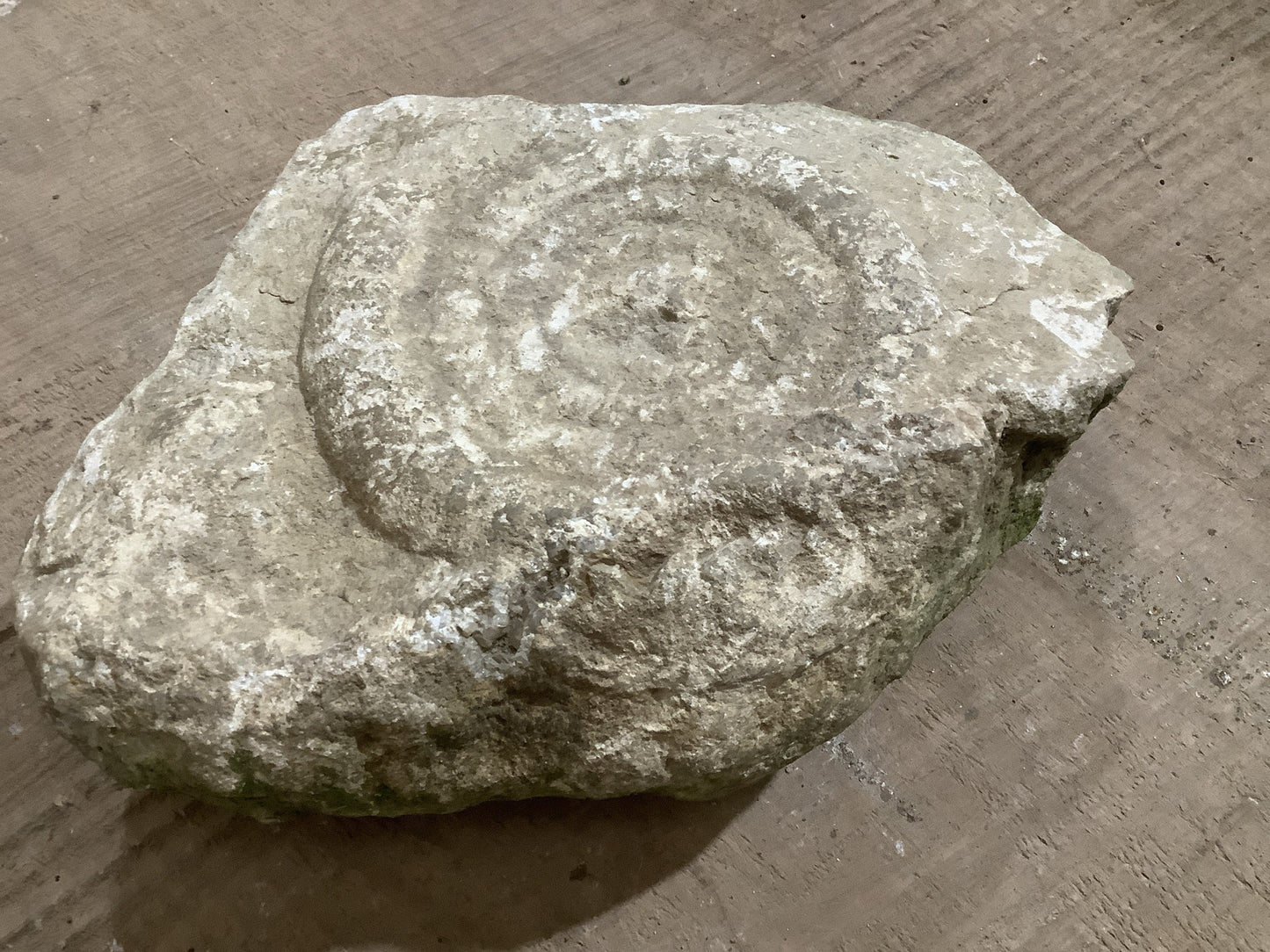 4” Natural Somerset Limestone Jurassic Ammonite Fossil