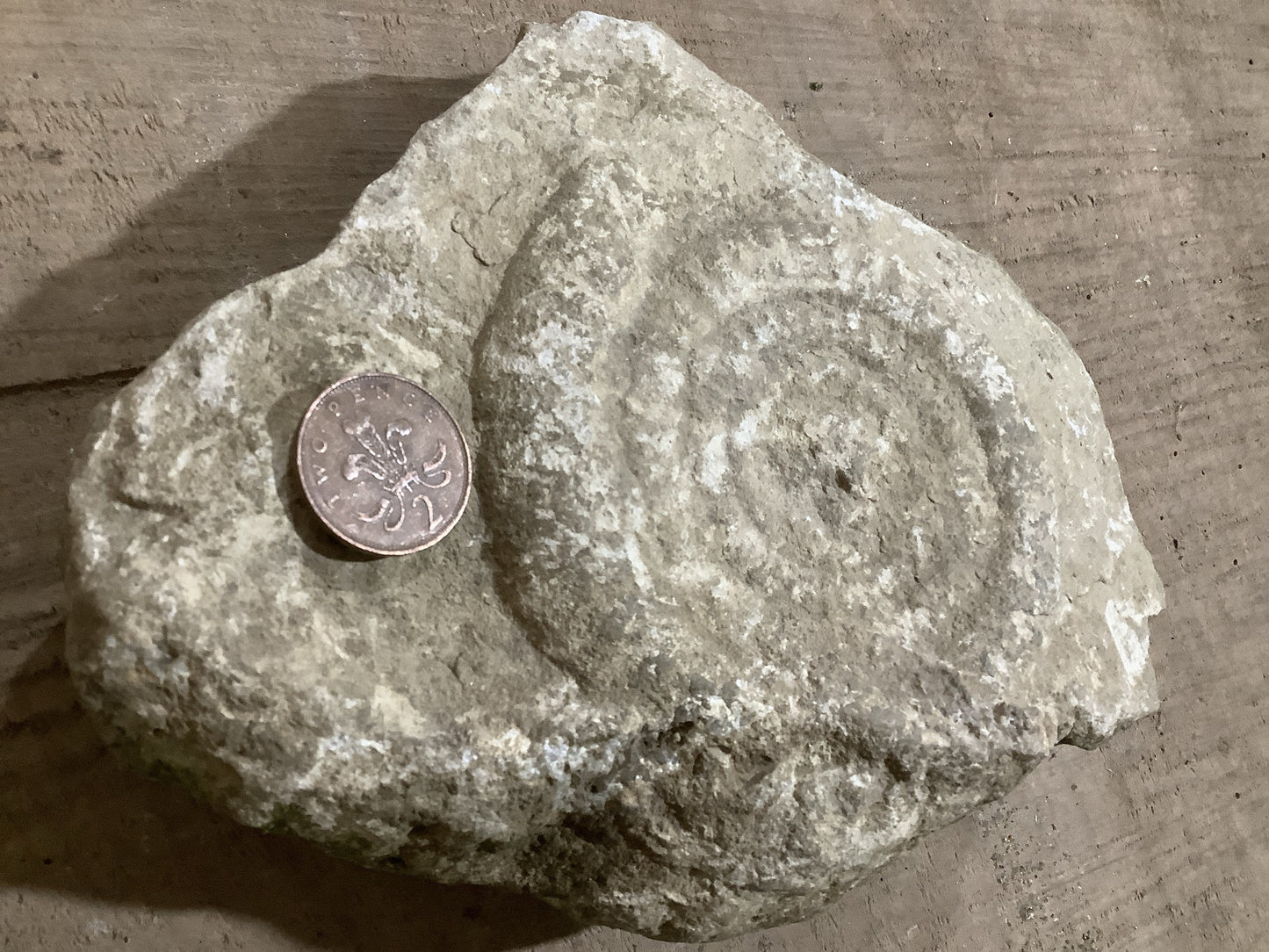 2p not included to show the size of fossil