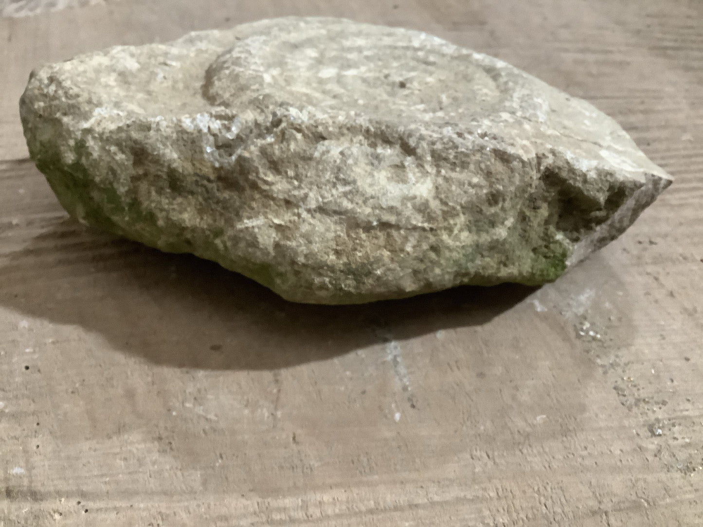 4” Natural Somerset Limestone Jurassic Ammonite Fossil
