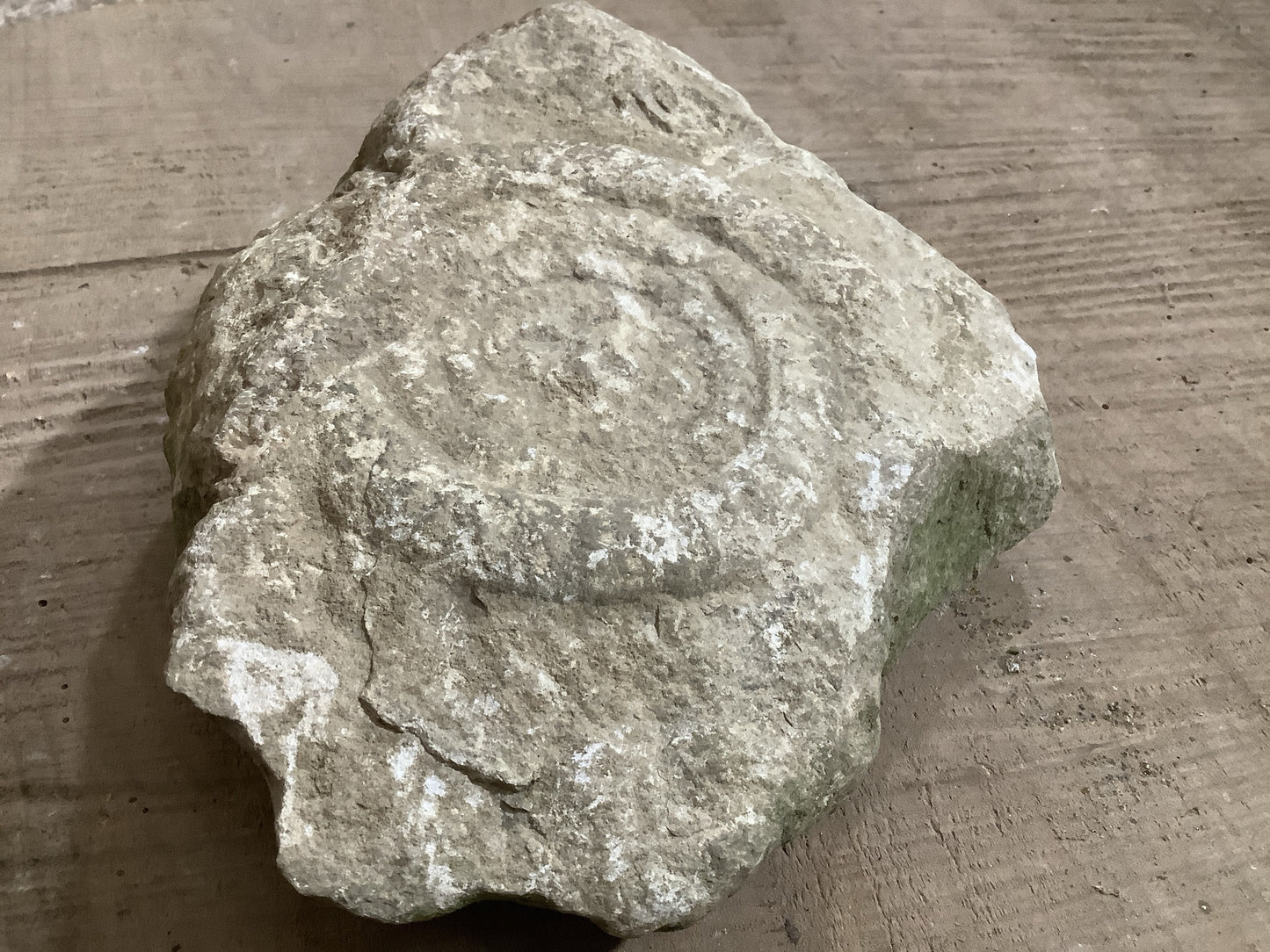 4” Natural Somerset Limestone Jurassic Ammonite Fossil