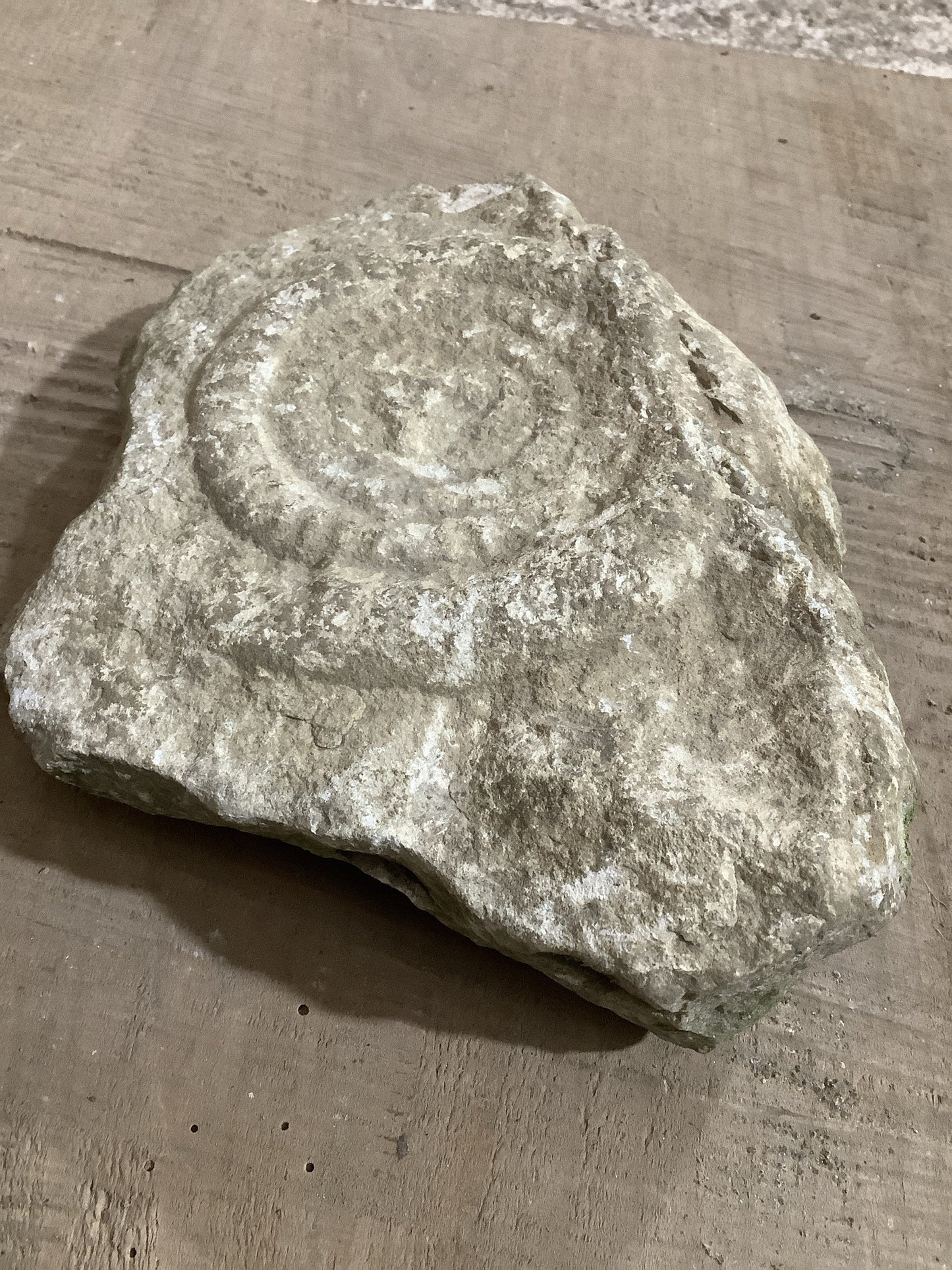 4” Natural Somerset Limestone Jurassic Ammonite Fossil