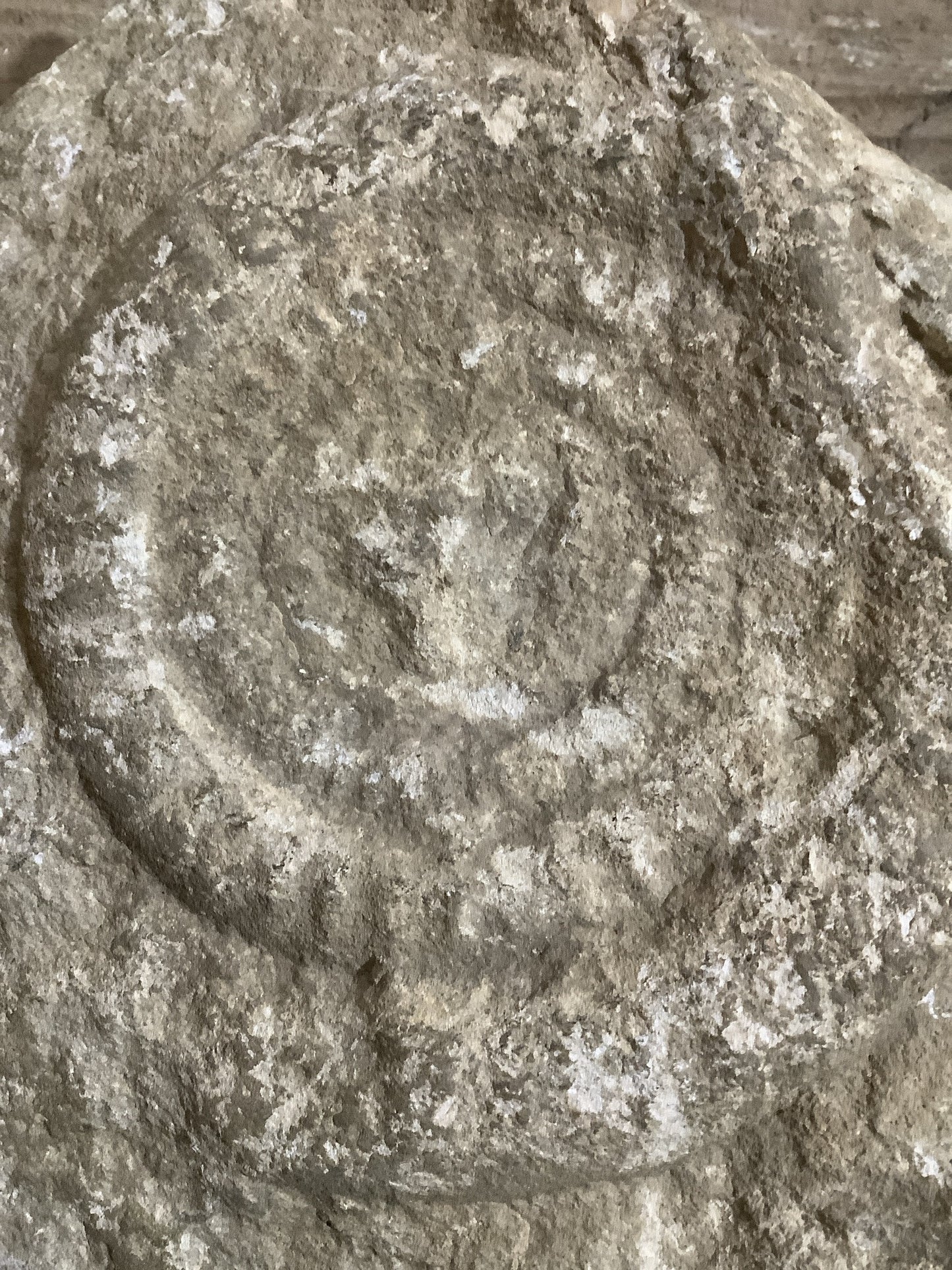 4” Natural Somerset Limestone Jurassic Ammonite Fossil