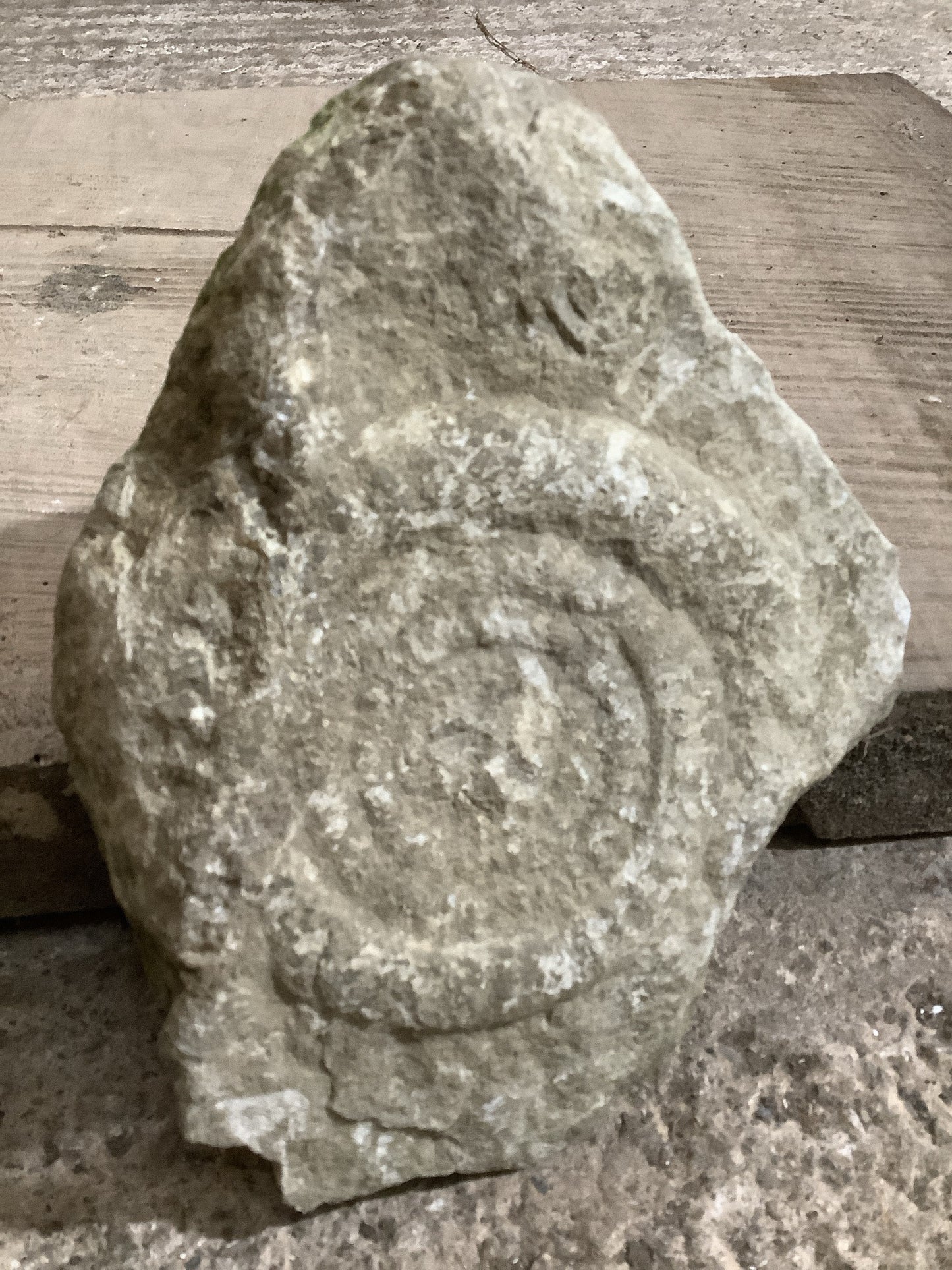 4” Natural Somerset Limestone Jurassic Ammonite Fossil