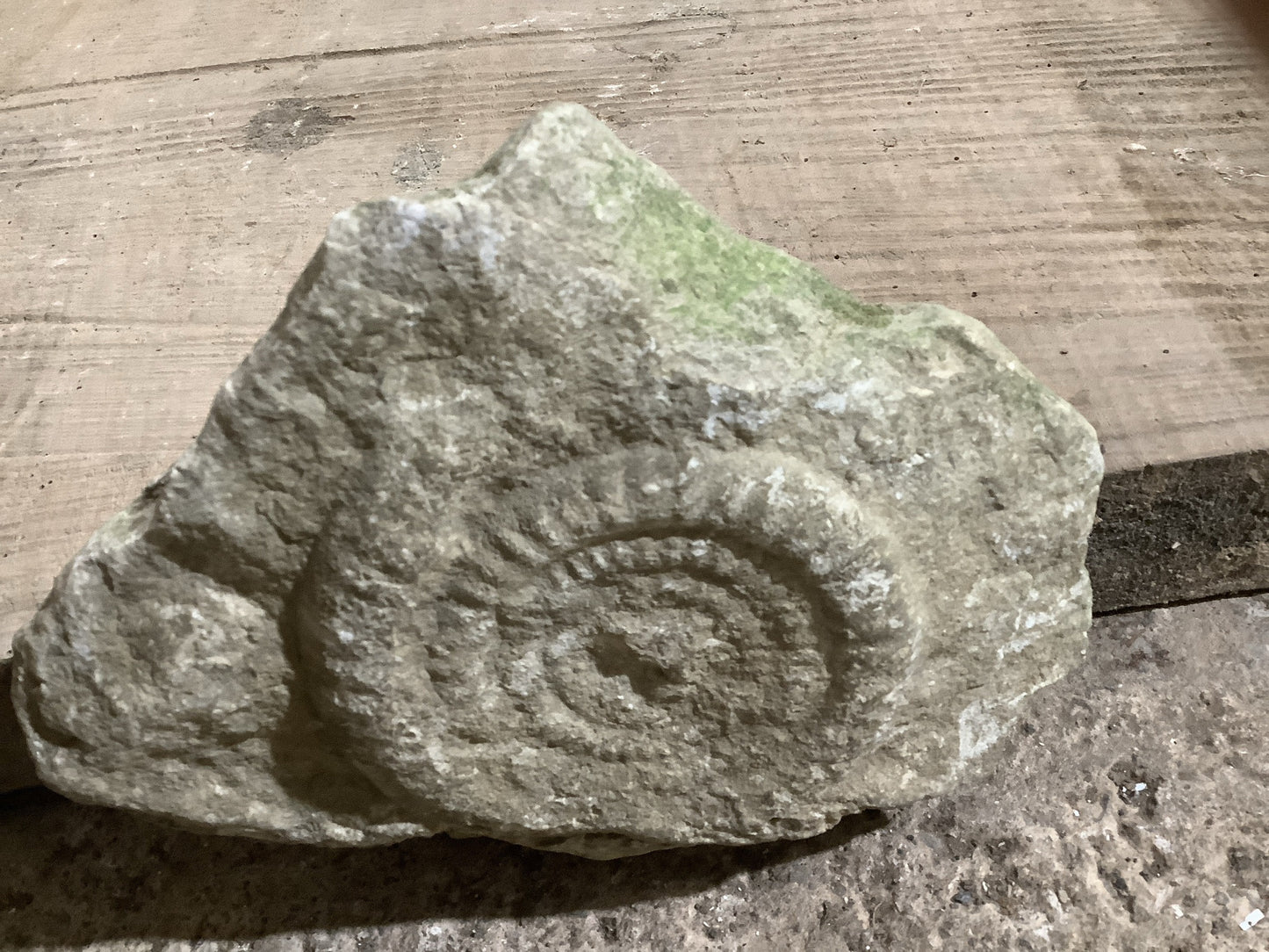 4” Natural Somerset Limestone Jurassic Ammonite Fossil