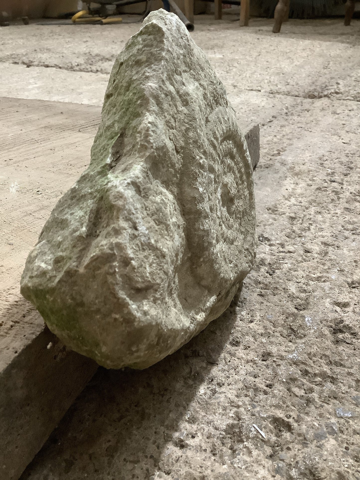4” Natural Somerset Limestone Jurassic Ammonite Fossil