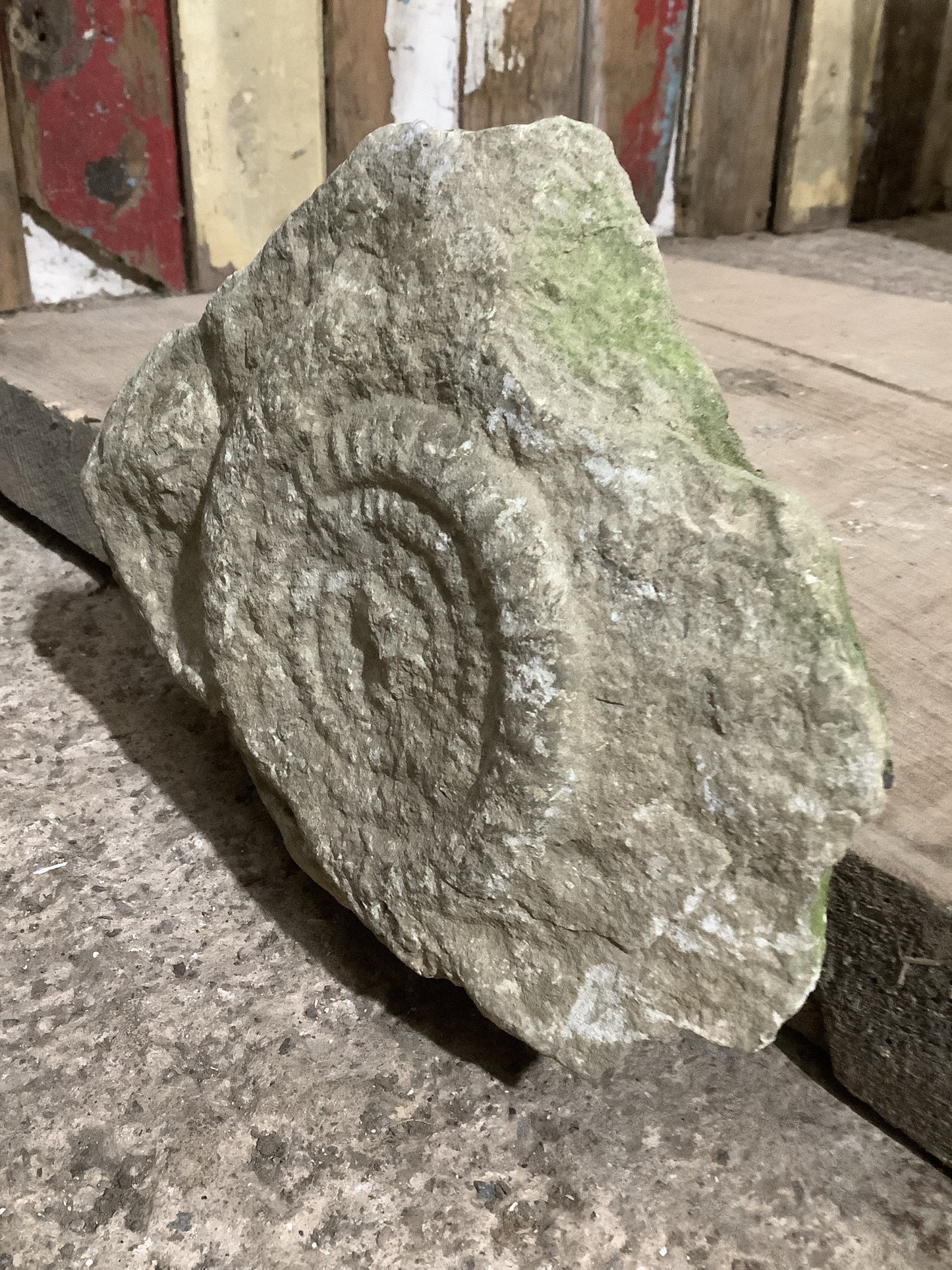 4” Natural Somerset Limestone Jurassic Ammonite Fossil