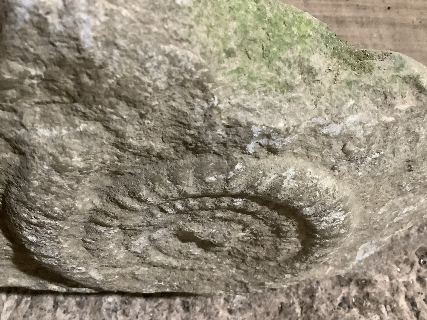 4” Natural Somerset Limestone Jurassic Ammonite Fossil