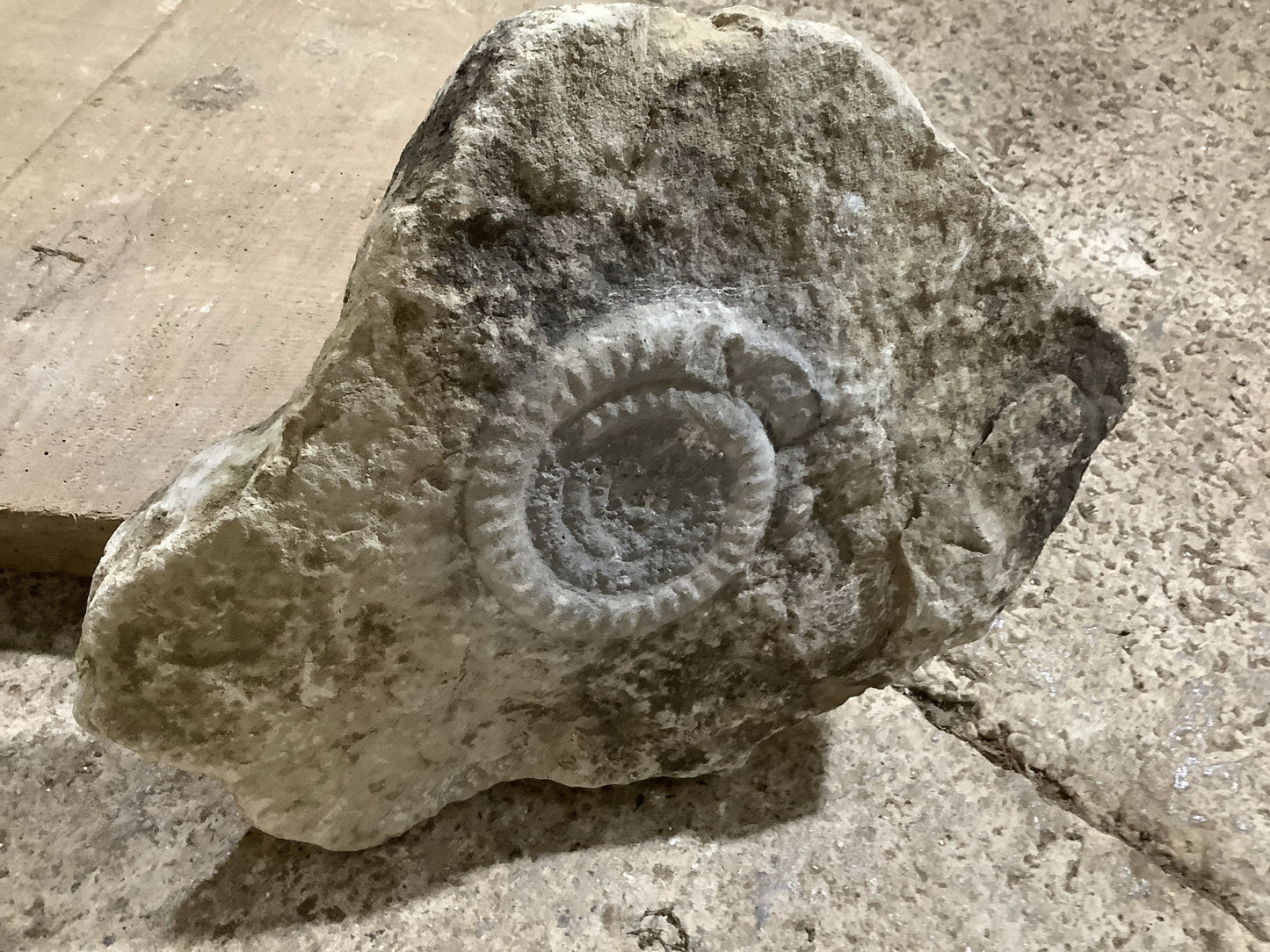 4 “ Natural Somerset Limestone Stone Jurassic Ammonite Fossil