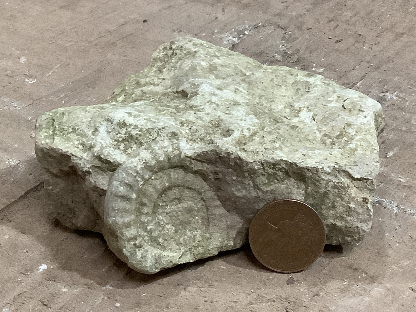 40mm Natural Mendip Lias Limestone Stone Jurassic Ammonite Fossil