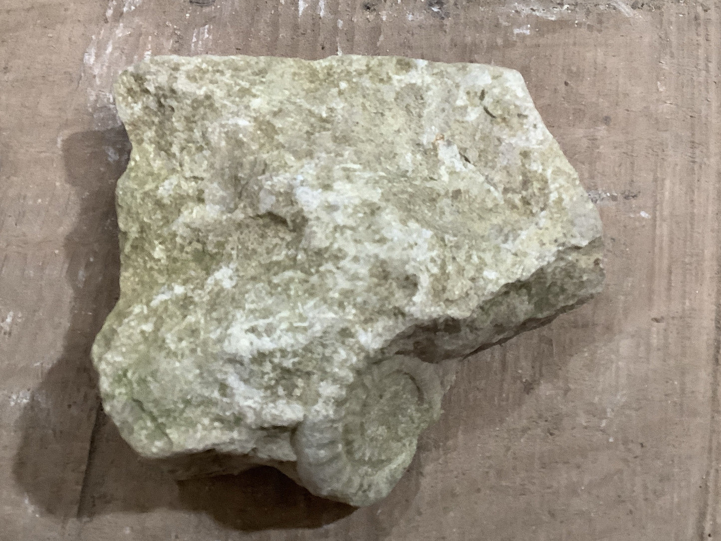 40mm Natural Mendip Lias Limestone Stone Jurassic Ammonite Fossil