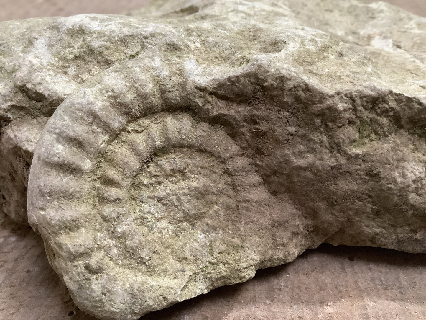 40mm Natural Mendip Lias Limestone Stone Jurassic Ammonite Fossil