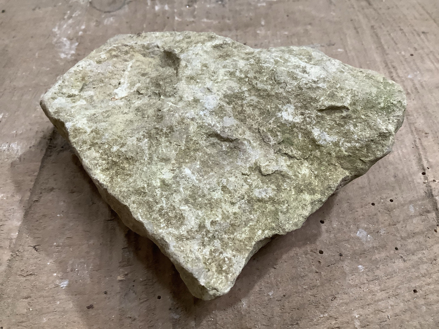 40mm Natural Mendip Lias Limestone Stone Jurassic Ammonite Fossil
