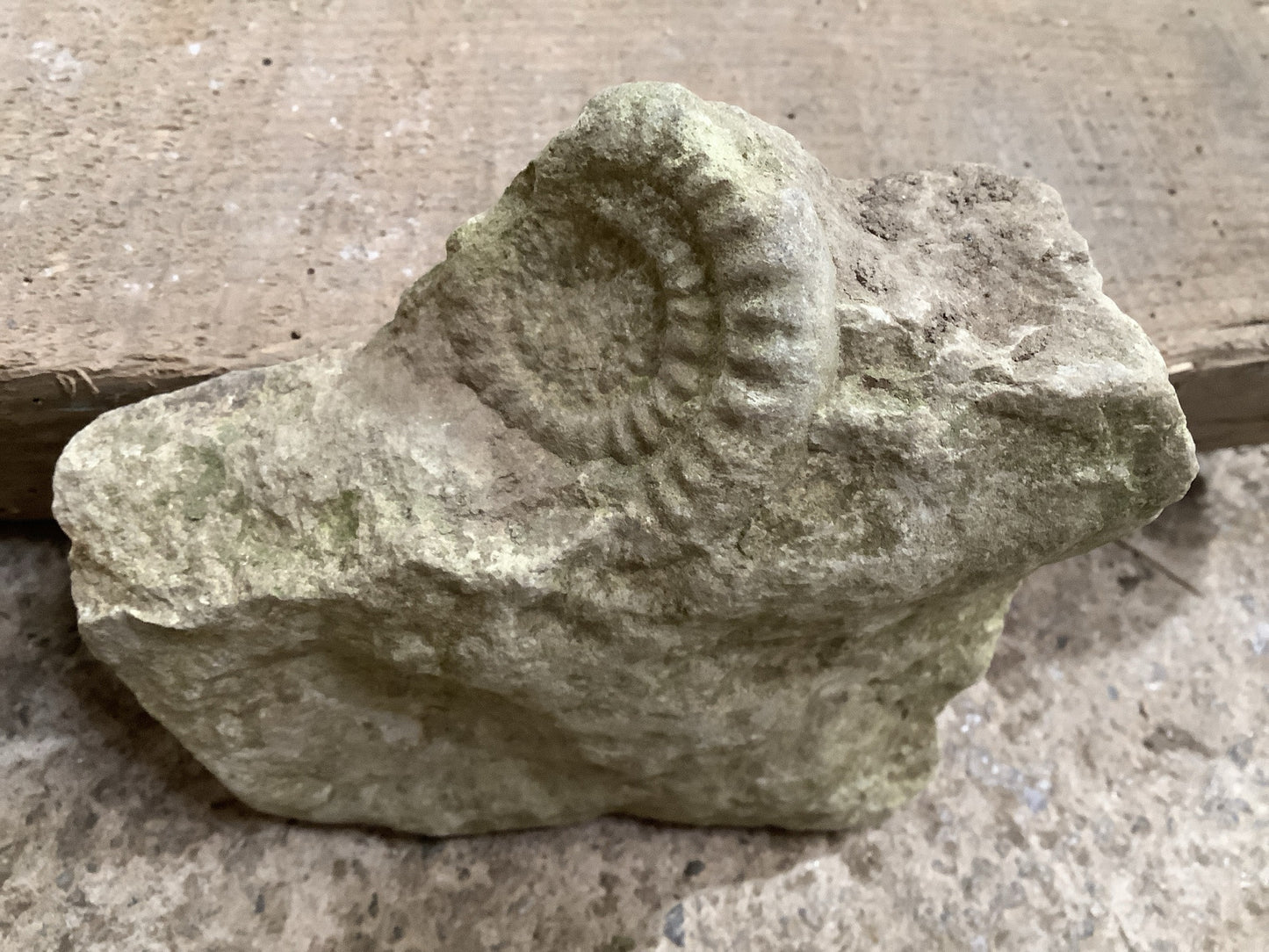 40mm Natural Mendip Lias Limestone Stone Jurassic Ammonite Fossil
