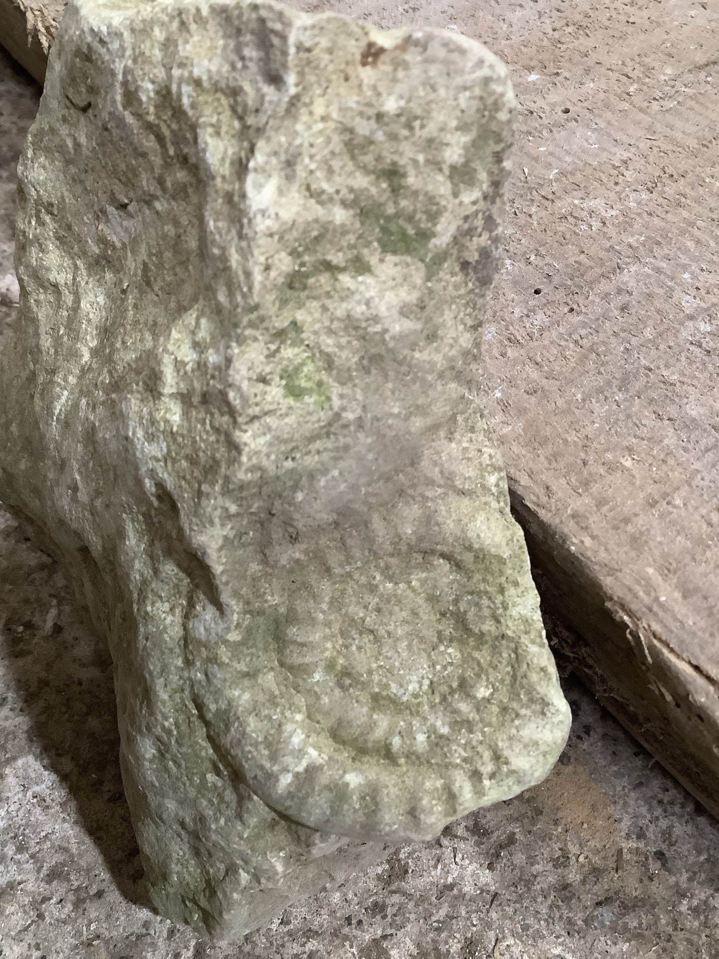 40mm Natural Mendip Lias Limestone Stone Jurassic Ammonite Fossil