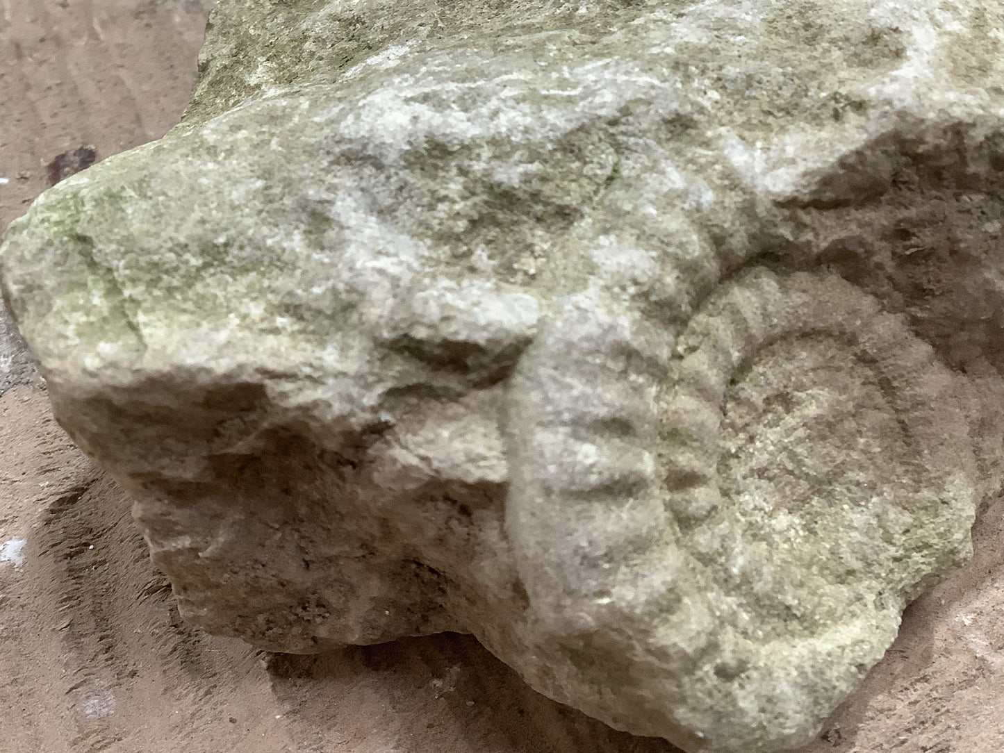 40mm Natural Mendip Lias Limestone Stone Jurassic Ammonite Fossil