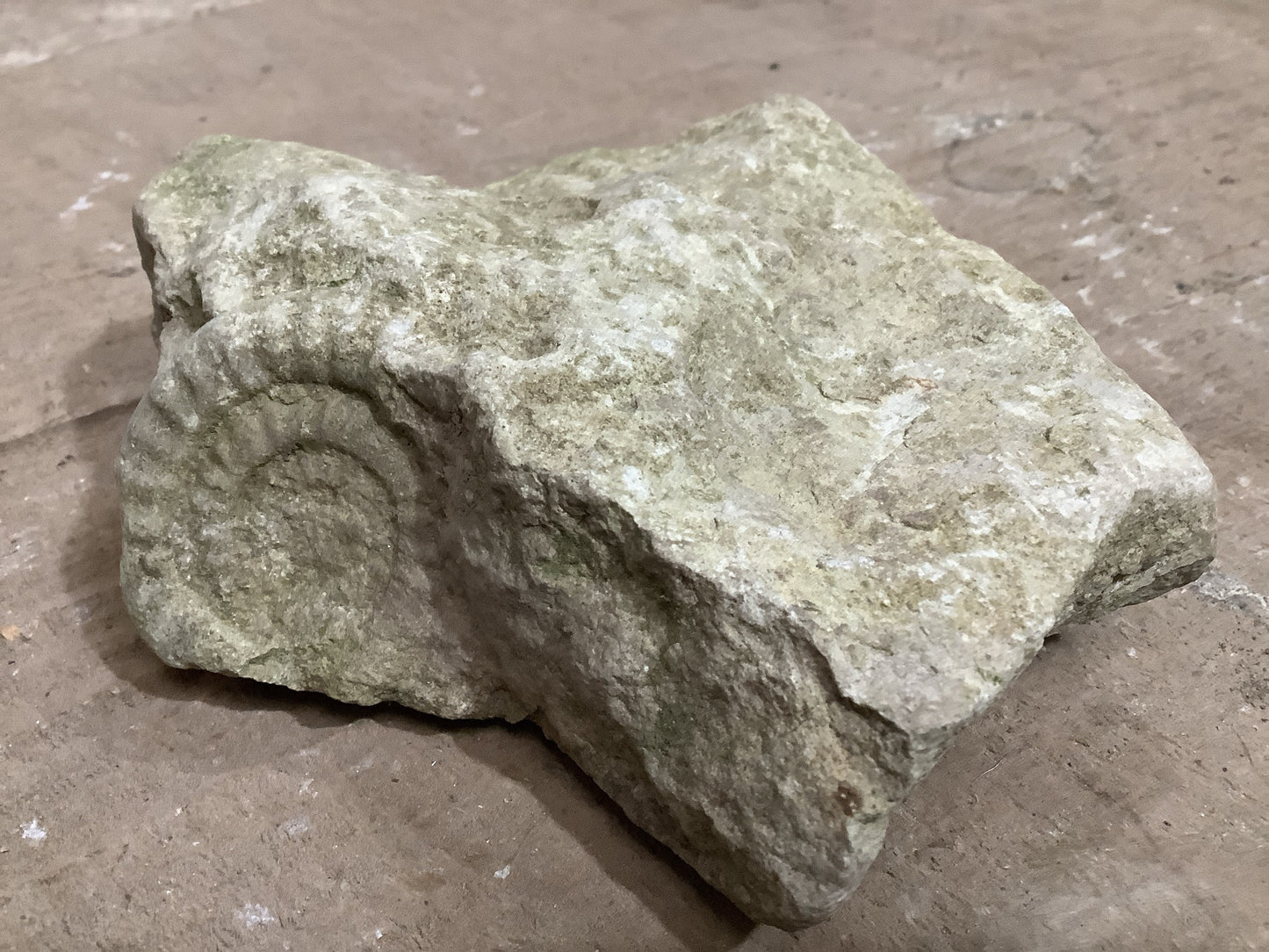 40mm Natural Mendip Lias Limestone Stone Jurassic Ammonite Fossil