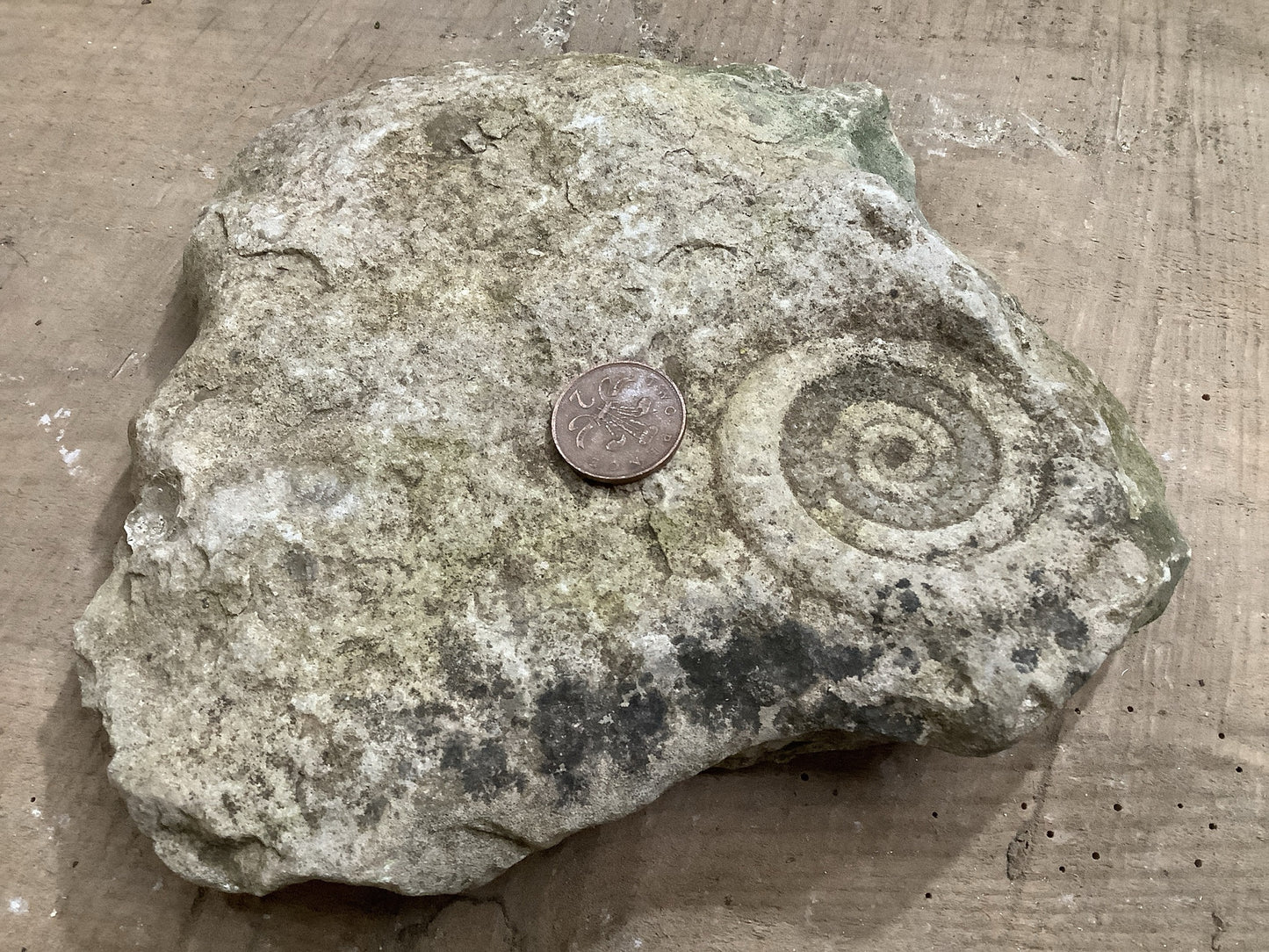 2p not included used to gauge the size of fossil
