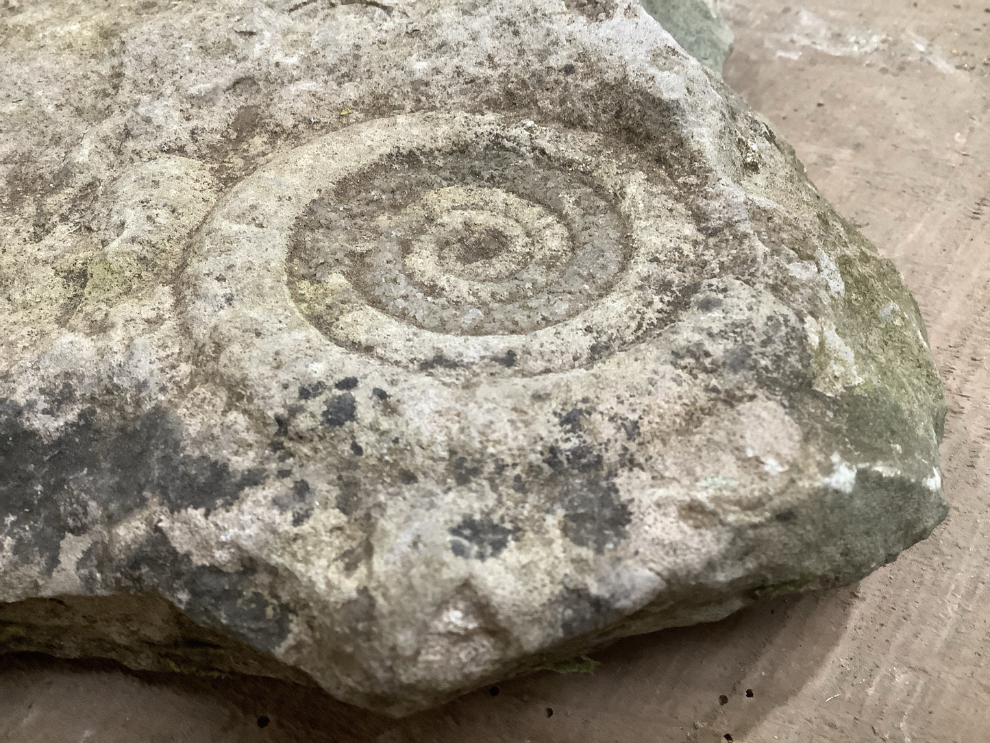 70mm Fantastic Natural Jurassic Limestone Stone Ammonite Fossil