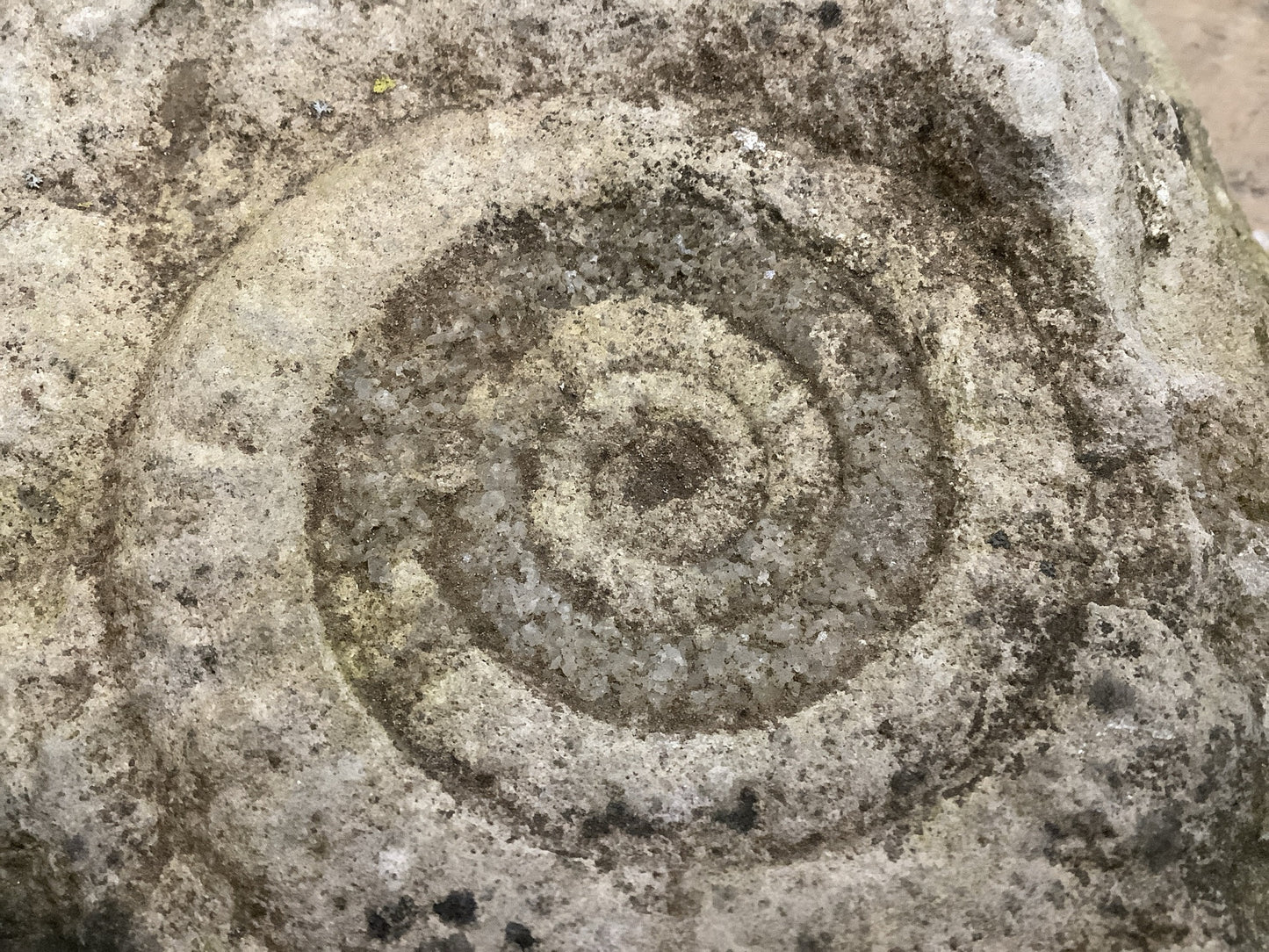70mm Fantastic Natural Jurassic Limestone Stone Ammonite Fossil