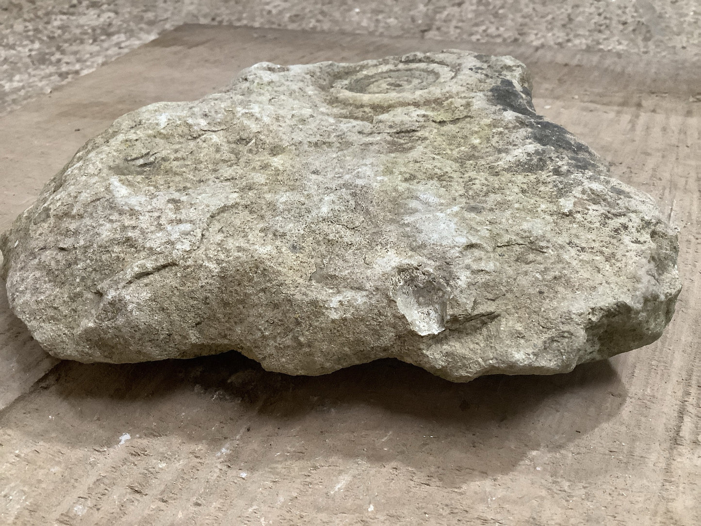 70mm Fantastic Natural Jurassic Limestone Stone Ammonite Fossil