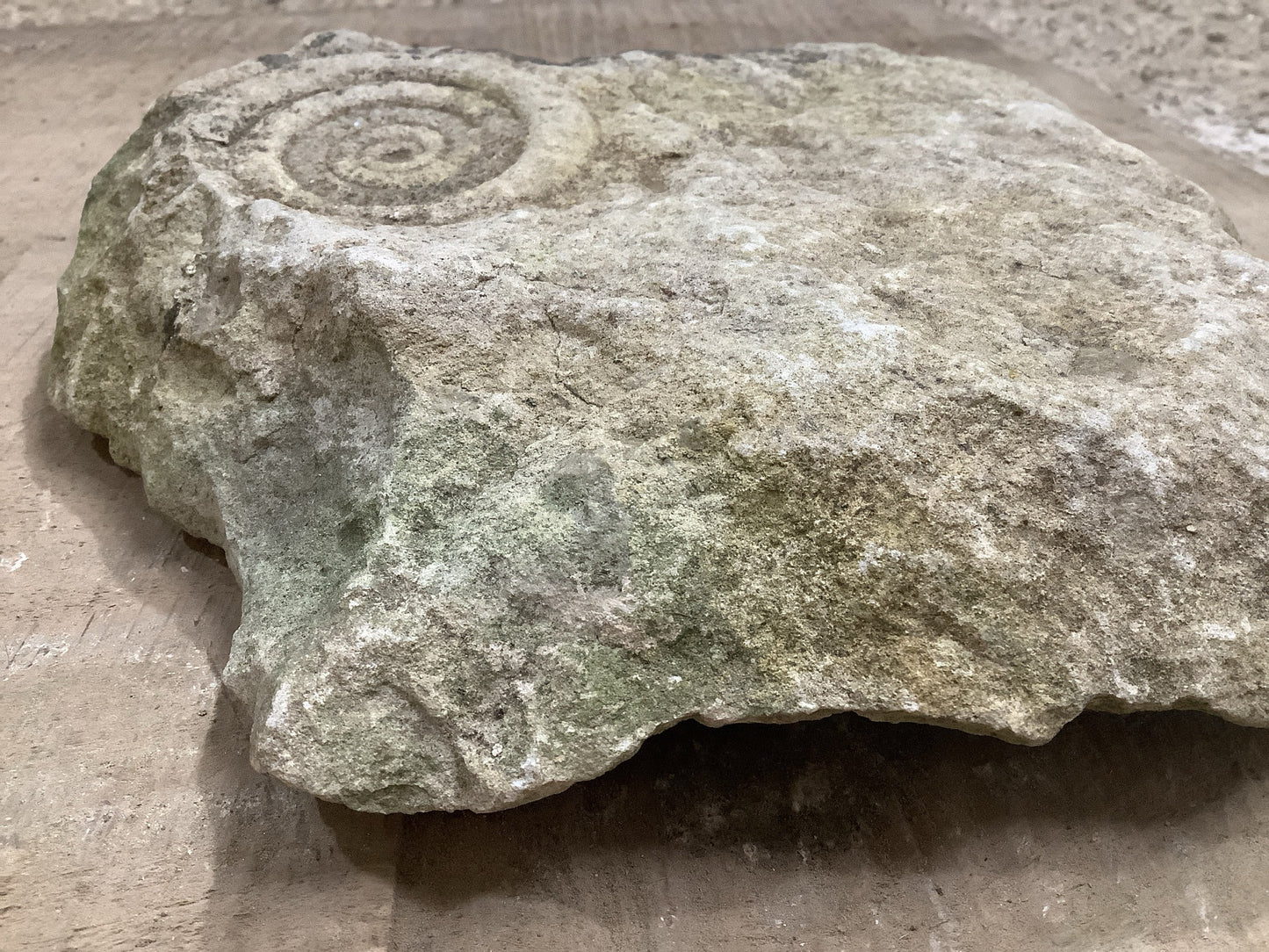 70mm Fantastic Natural Jurassic Limestone Stone Ammonite Fossil