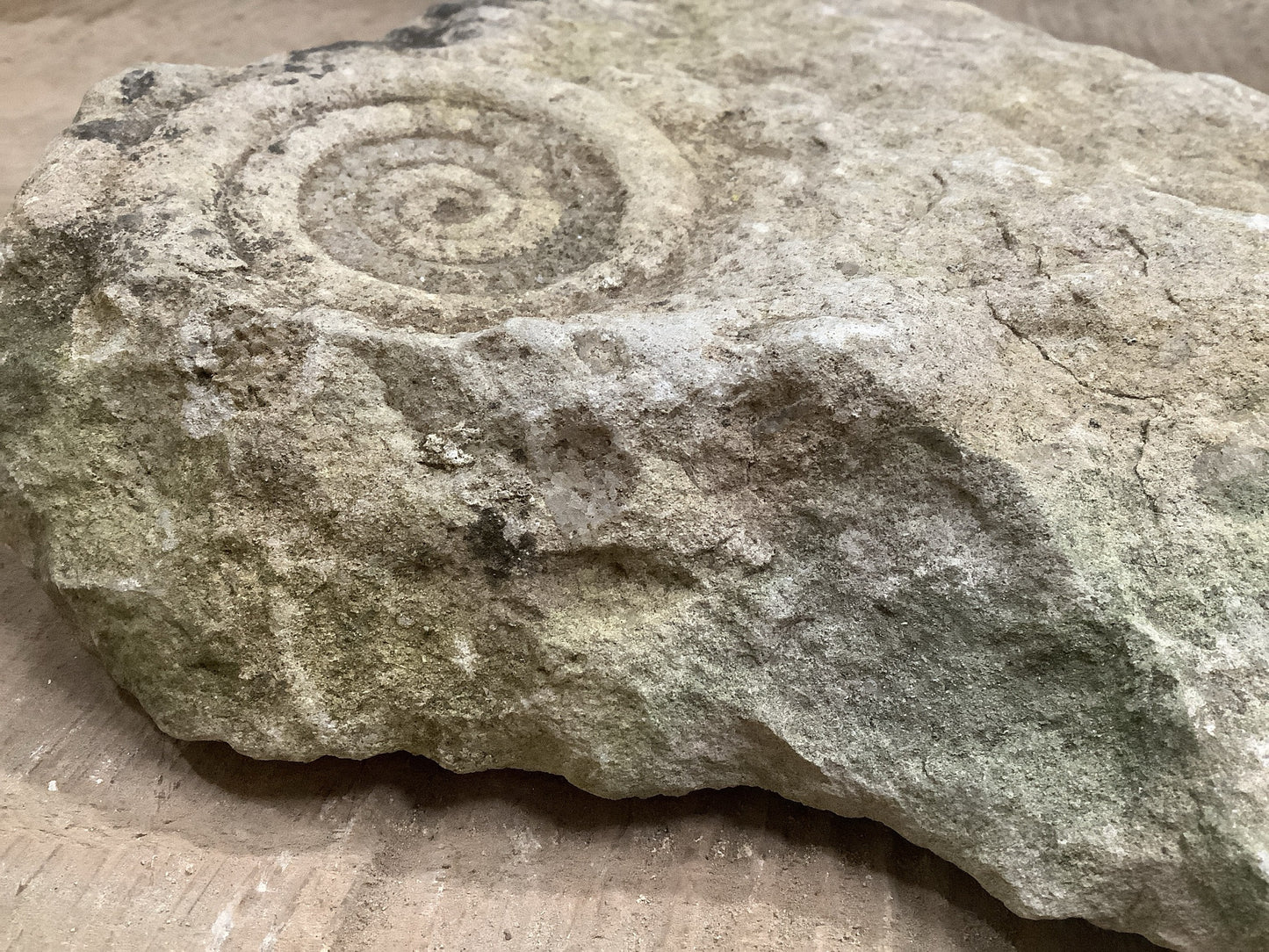 70mm Fantastic Natural Jurassic Limestone Stone Ammonite Fossil