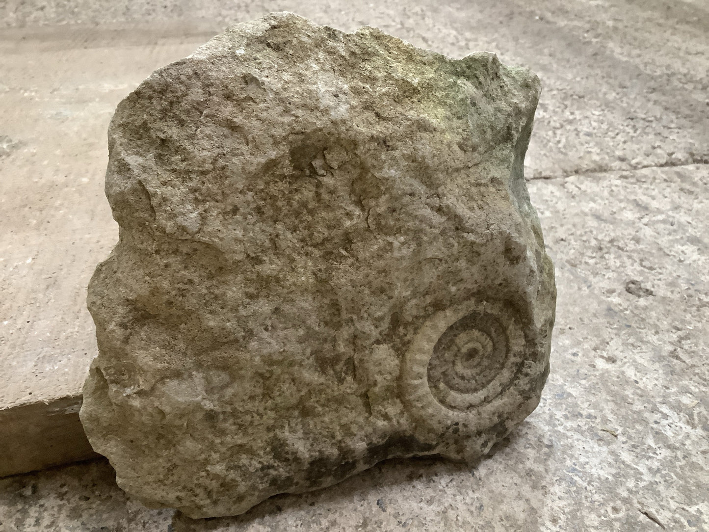 70mm Fantastic Natural Jurassic Limestone Stone Ammonite Fossil