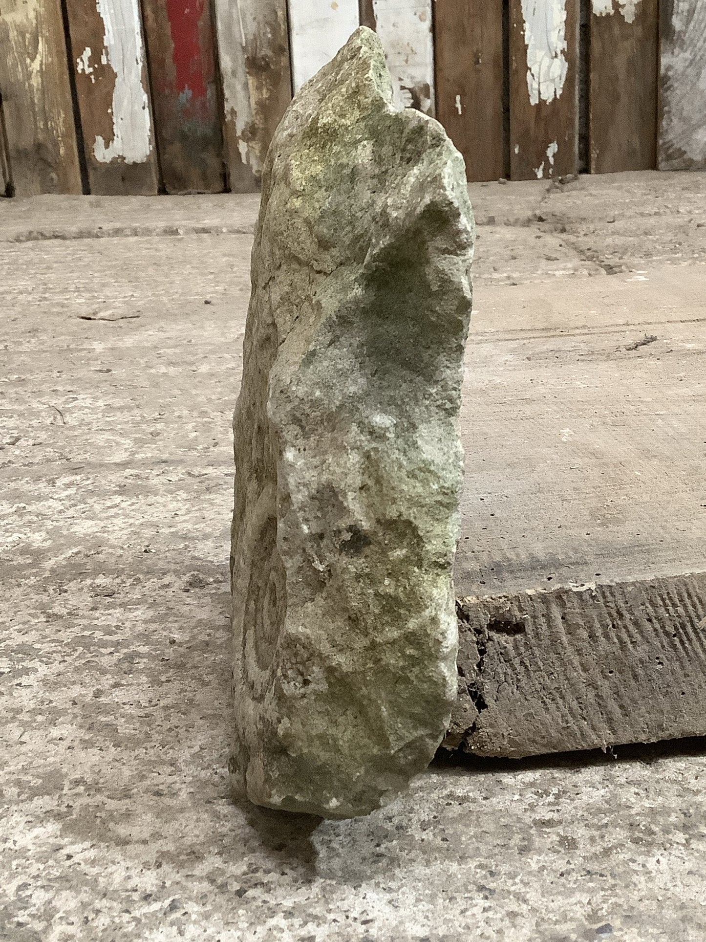 70mm Fantastic Natural Jurassic Limestone Stone Ammonite Fossil