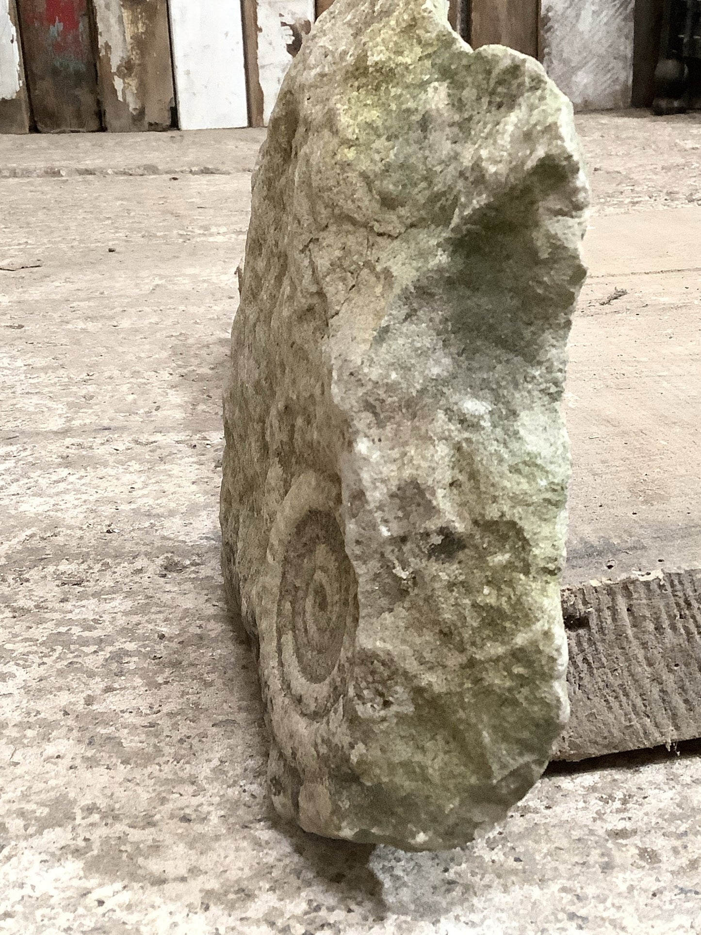 70mm Fantastic Natural Jurassic Limestone Stone Ammonite Fossil