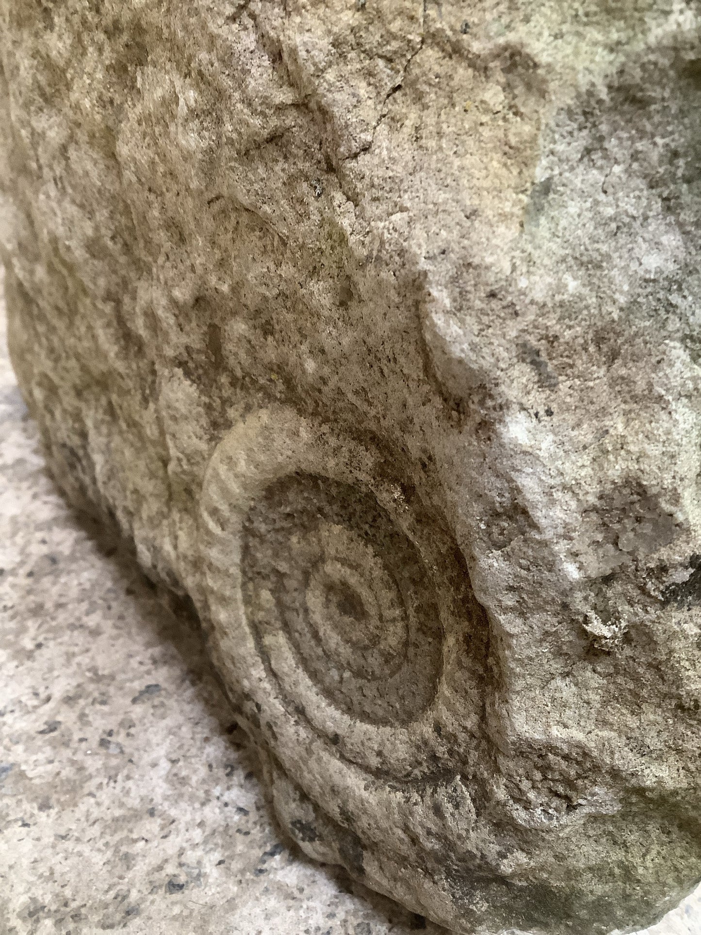 70mm Fantastic Natural Jurassic Limestone Stone Ammonite Fossil