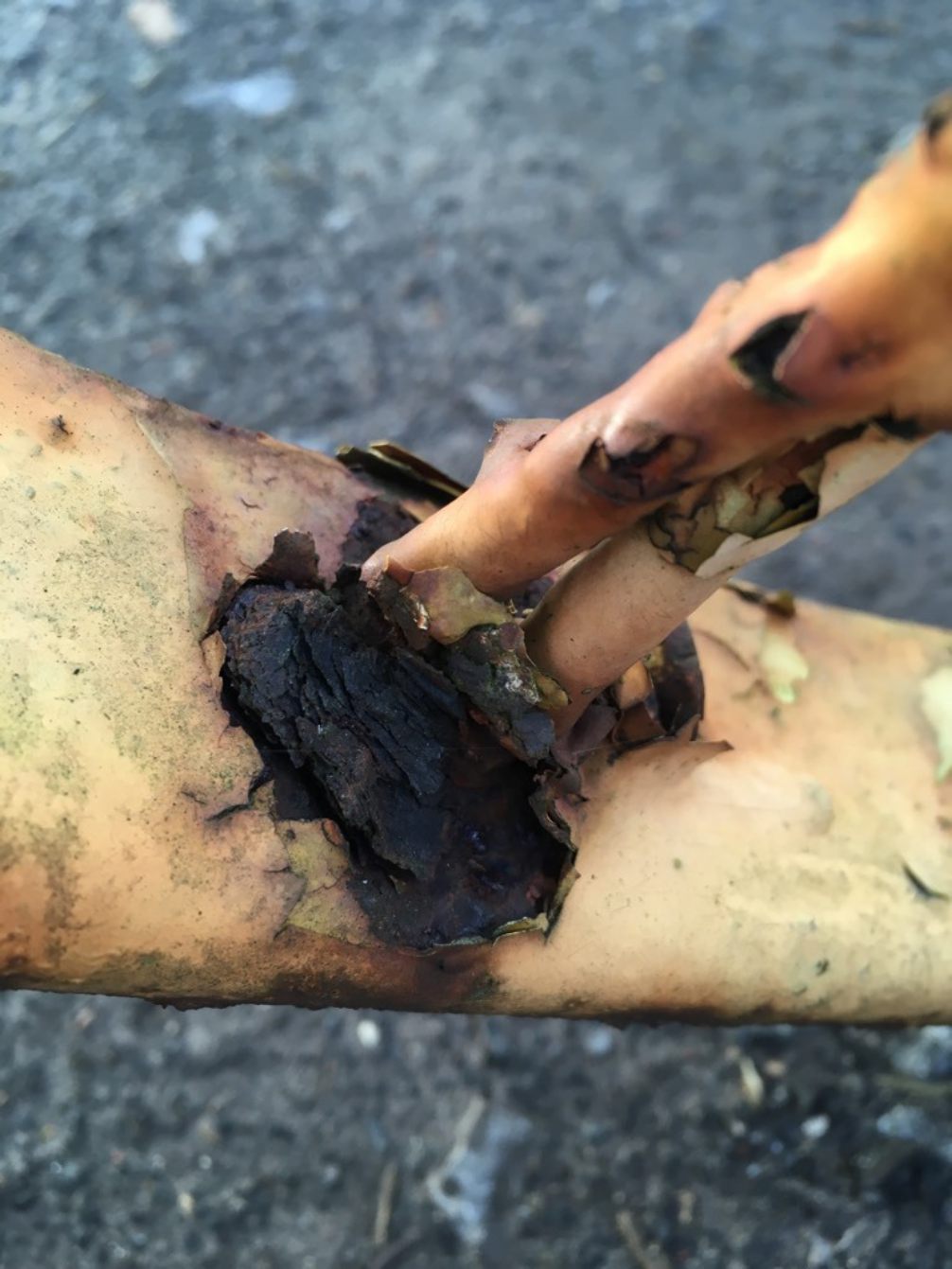 Interesting Pair Of Old Wrought Iron 3’ Spoked Wheels & Axle