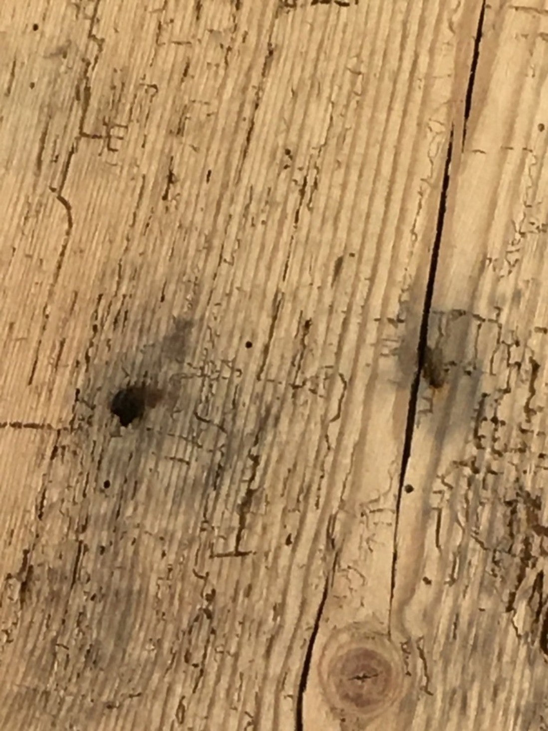 2ft Or 61cm Long By 7” Old Reclaimed Rustic Pine Mantle Shelf Wormy Shelf