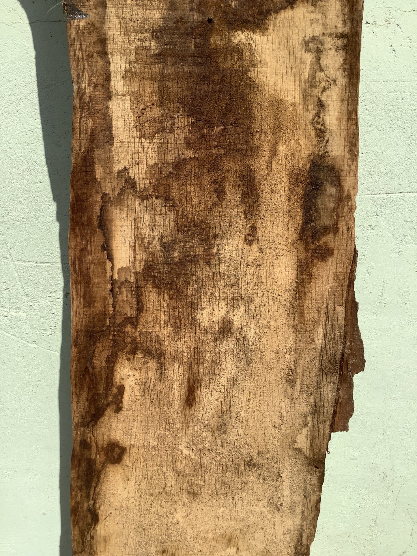 6'7" L Live Waney Edge Rustic Solid Oak Air Dried Hardwood Timber Board