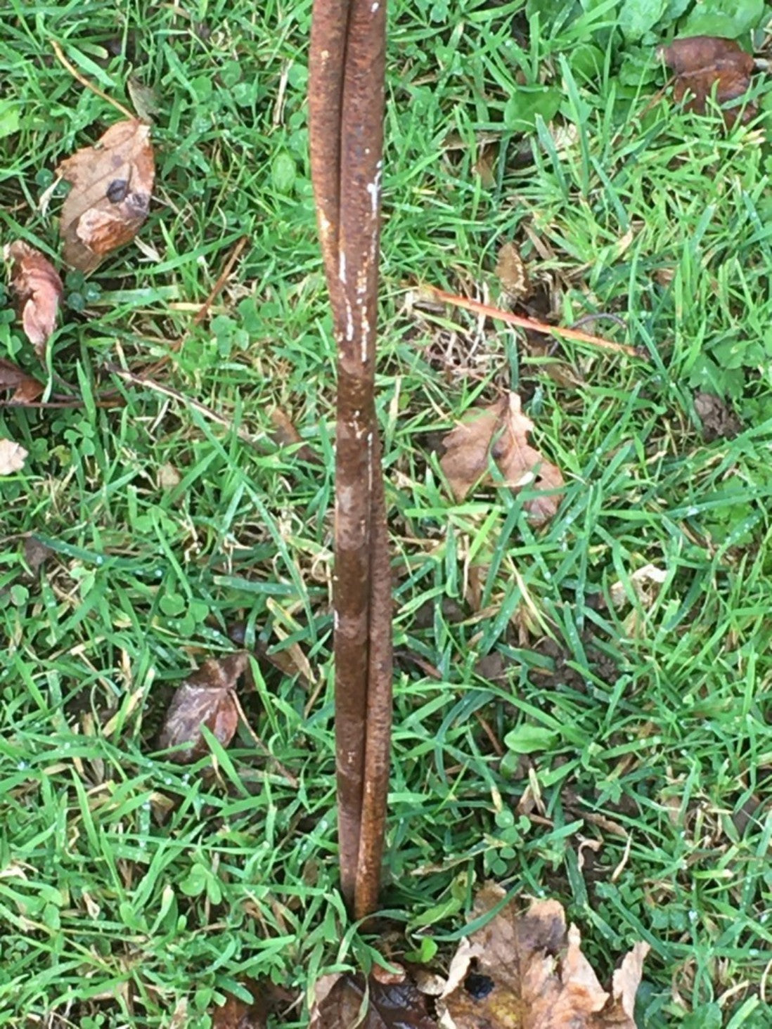 Interesting 5' Tall Rusty Steel Garden Art Spring Sunflower Flower Plant Support