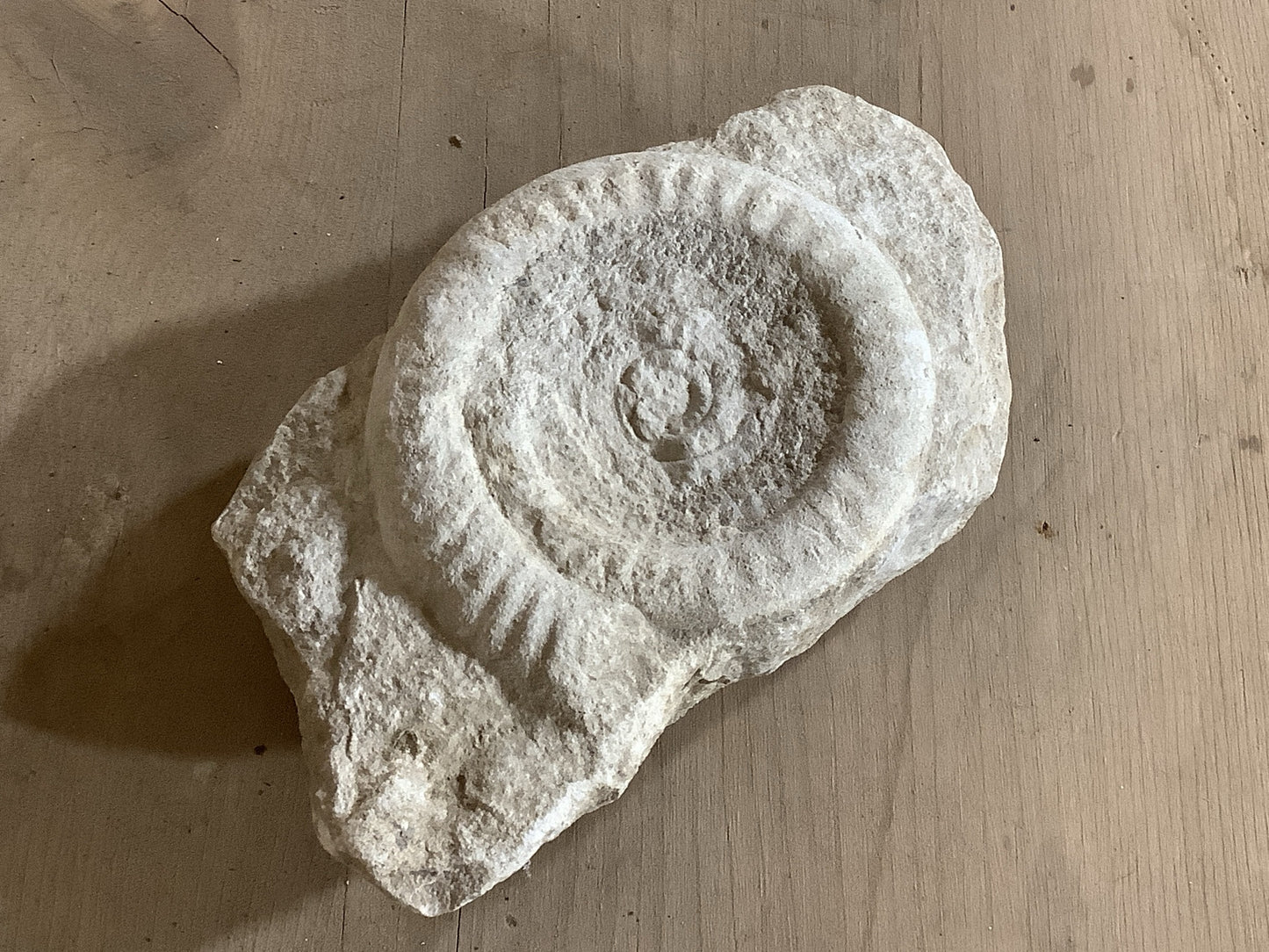 90mm Natural Lias Limestone Mendip Stone Jurassic Whole Ammonite Fossil