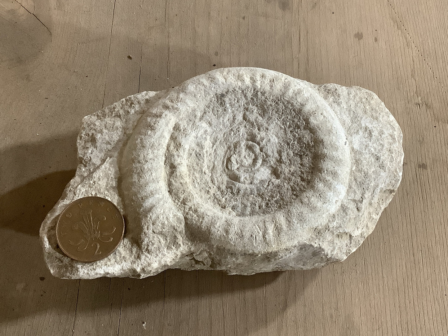 90mm Natural Lias Limestone Mendip Stone Jurassic Whole Ammonite Fossil